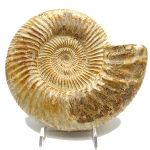 Genuine Jurassic Age Perisphinctes Ammonite Fossil for Sale from Madagascaar #23