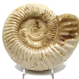 Genuine Jurassic Age Perisphinctes Ammonite Fossil for Sale from Madagascaar #24