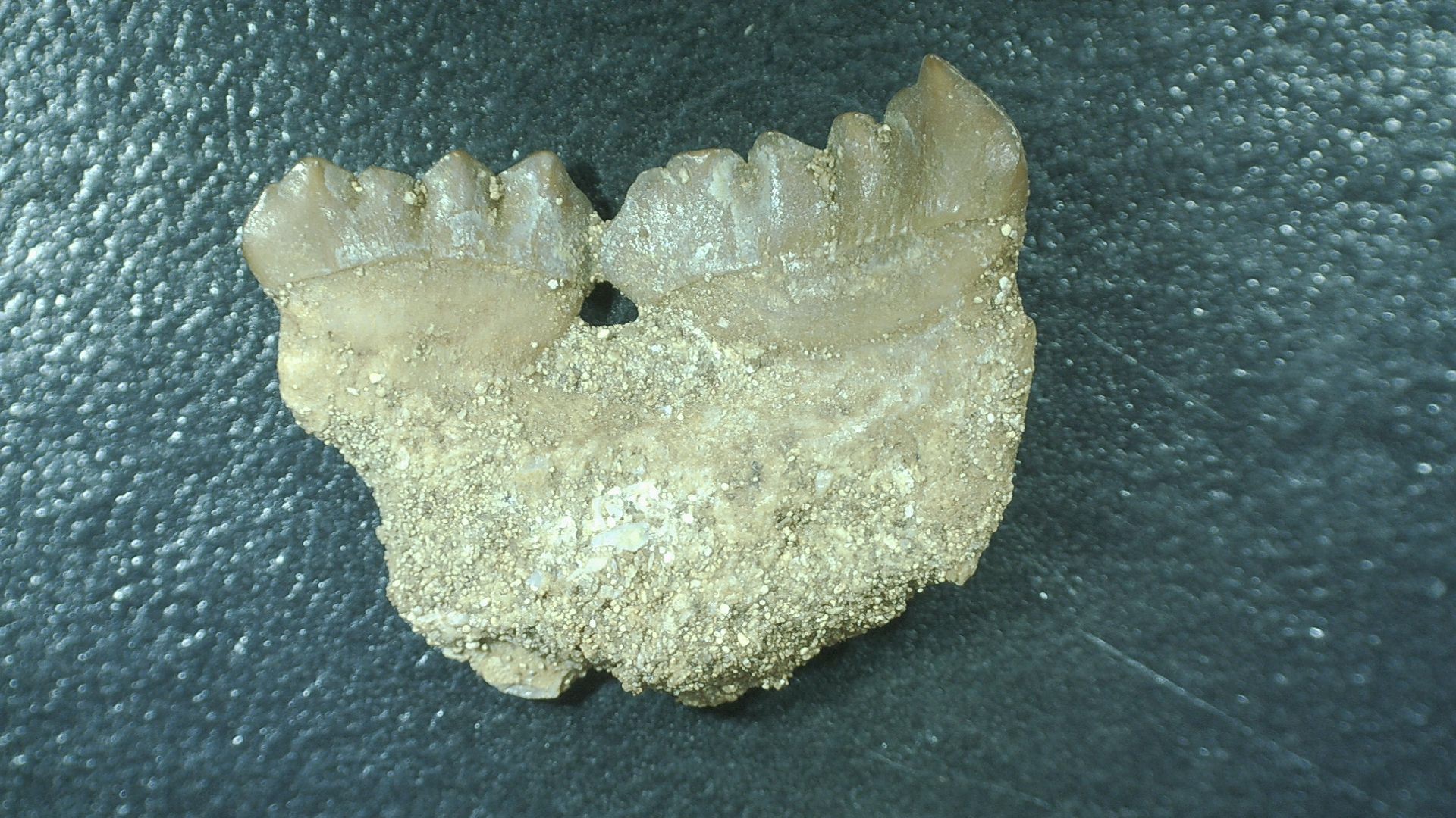 Morocco Cretaceous Stephanodus Fish Tooth 7a | Fossils for Sale Genuine Cretaceous Age Stephanodus Fish Tooth Fossil for Sale from Morocco #7a