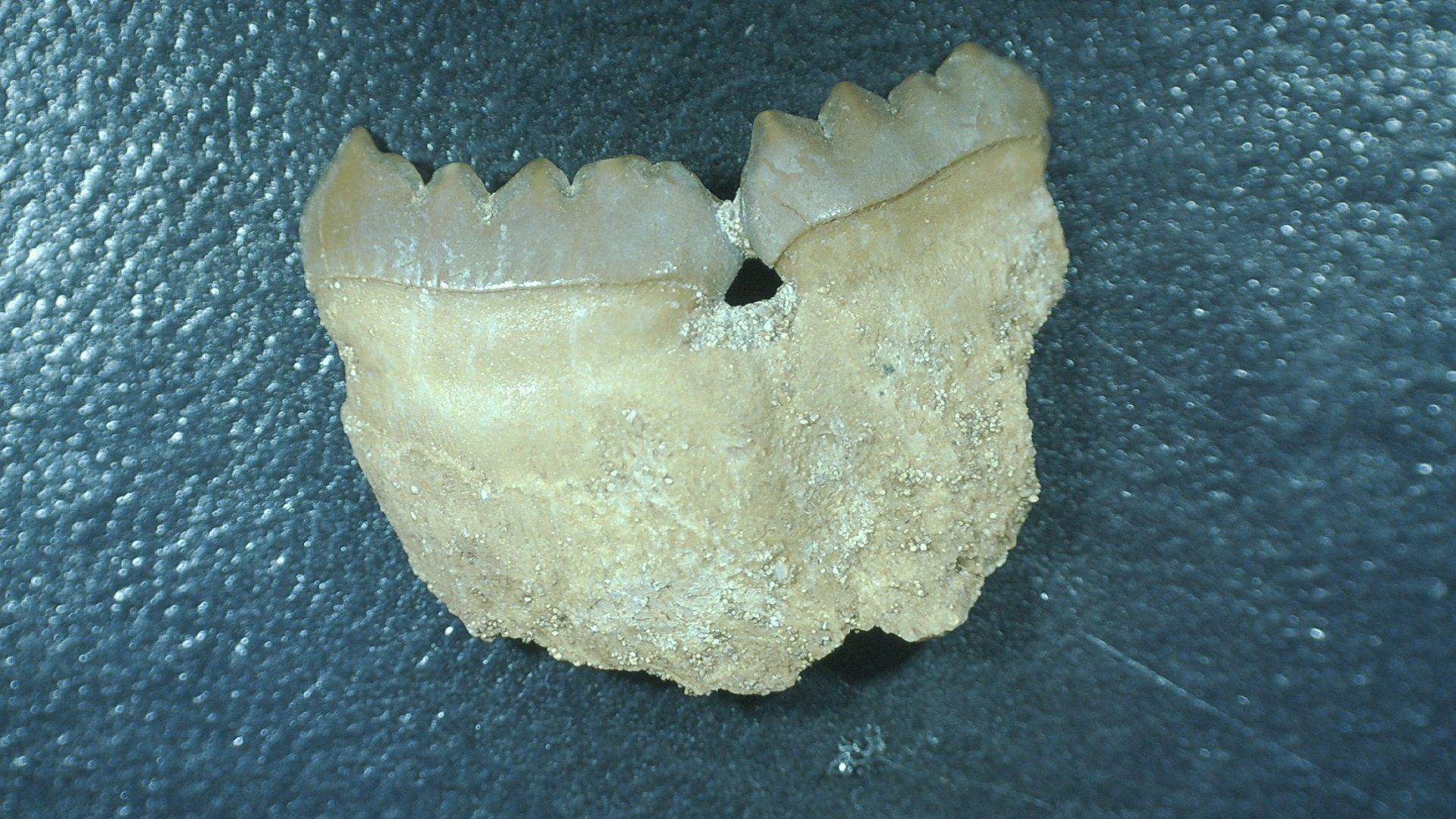 Morocco Cretaceous Stephanodus Fish Tooth 7b | Fossils for Sale Genuine Cretaceous Age Stephanodus Fish Tooth Fossil for Sale from Morocco #7b