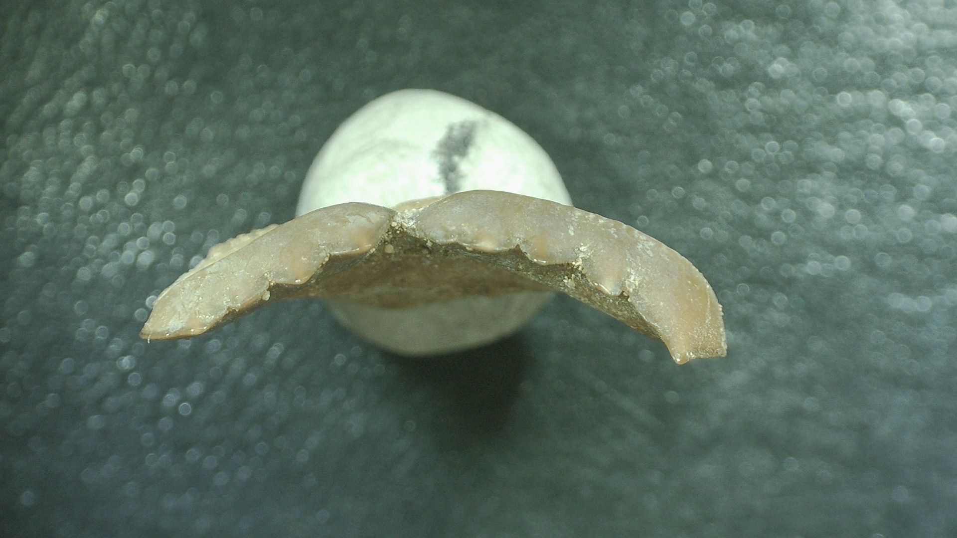 Morocco Cretaceous Stephanodus Fish Tooth 7c | Fossils for Sale Genuine Cretaceous Age Stephanodus Fish Tooth Fossil for Sale from Morocco #7c