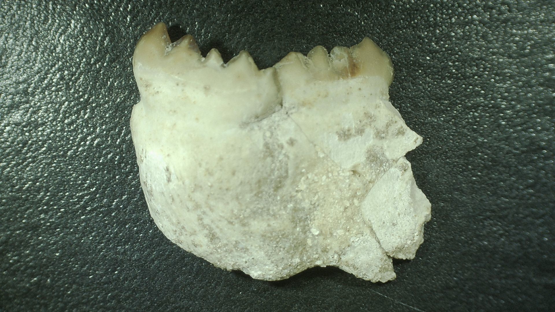 Morocco Cretaceous Stephanodus Fish Tooth 9b | Fossils for Sale Genuine Cretaceous Age Stephanodus Fish Tooth Fossil for Sale from Morocco #9b