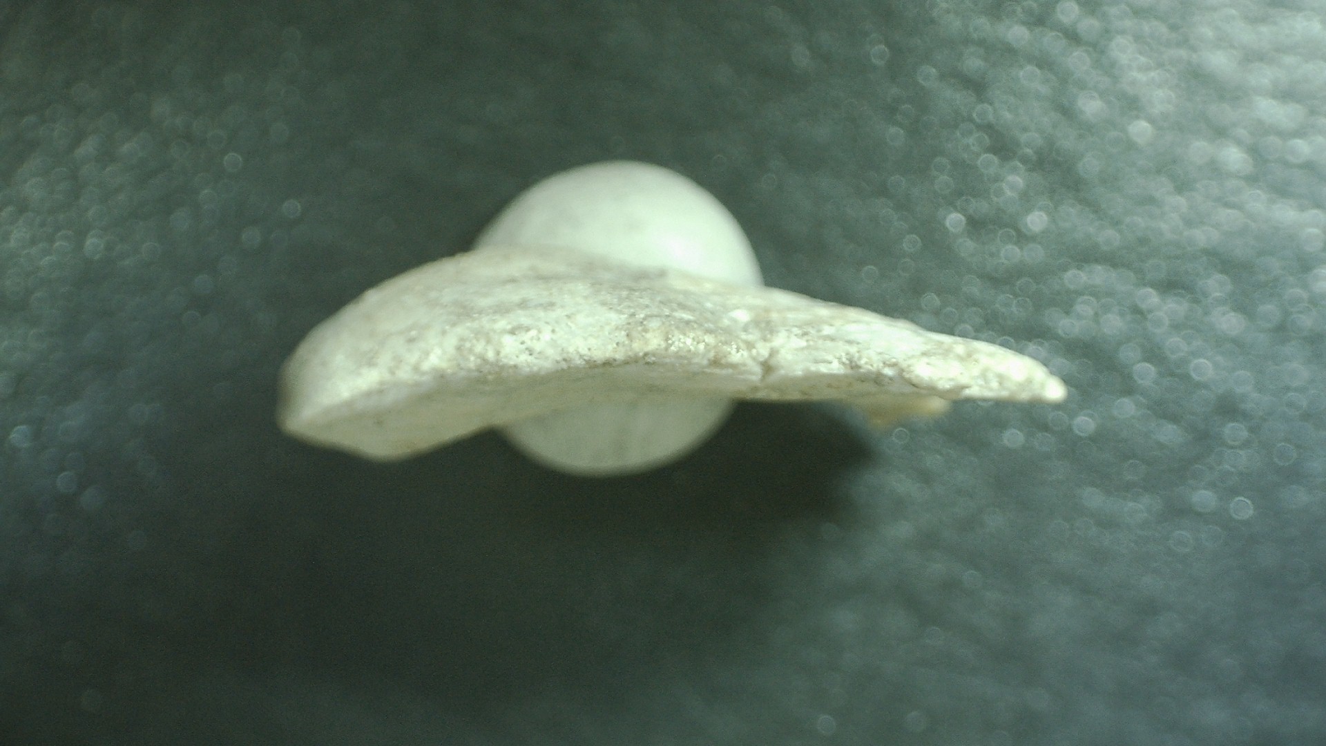 Morocco Cretaceous Stephanodus Fish Tooth 9d | Fossils for Sale Genuine Cretaceous Age Stephanodus Fish Tooth Fossil for Sale from Morocco #9d