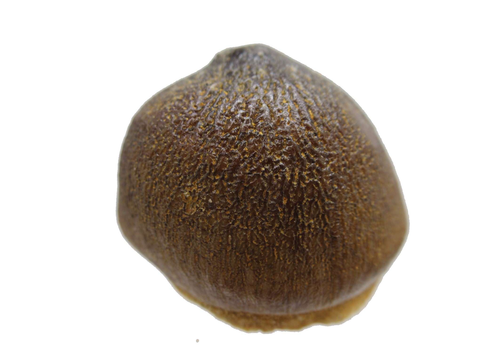 Morocco Globidens phosphaticus Tooth 16 | Fossils for Sale Genuine Cretaceous Age Globidens Mosasaur Tooth Fossil for Sale from Morocco #16