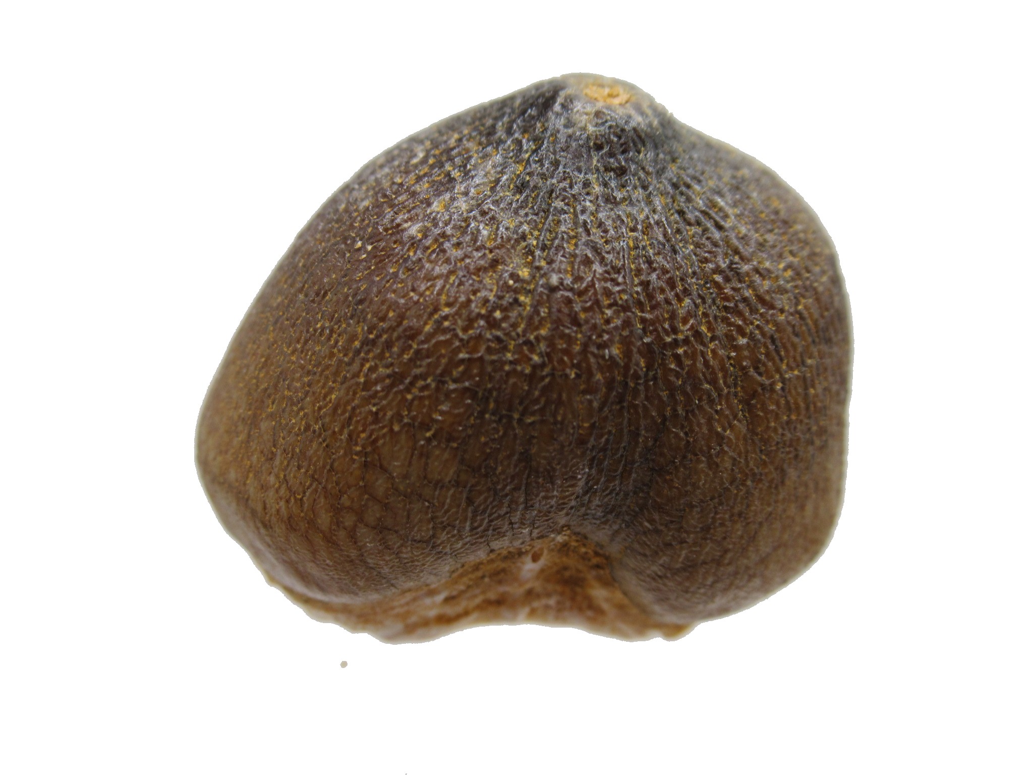 Morocco Globidens phosphaticus Tooth 16a | Fossils for Sale Genuine Cretaceous Age Globidens Mosasaur Tooth Fossil for Sale from Morocco #16a