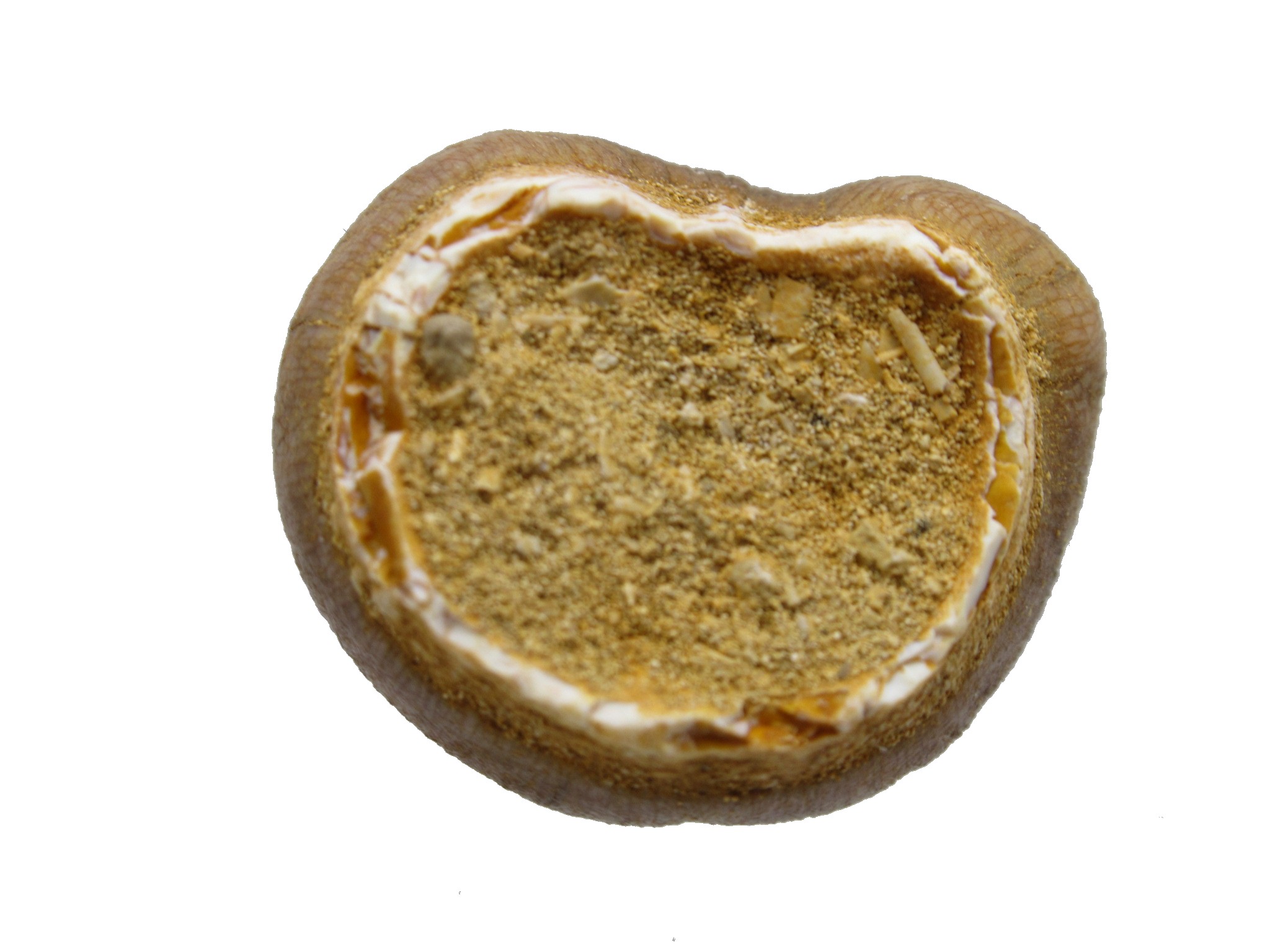 Morocco Globidens phosphaticus Tooth 16c | Fossils for Sale Genuine Cretaceous Age Globidens Mosasaur Tooth Fossil for Sale from Morocco #16c