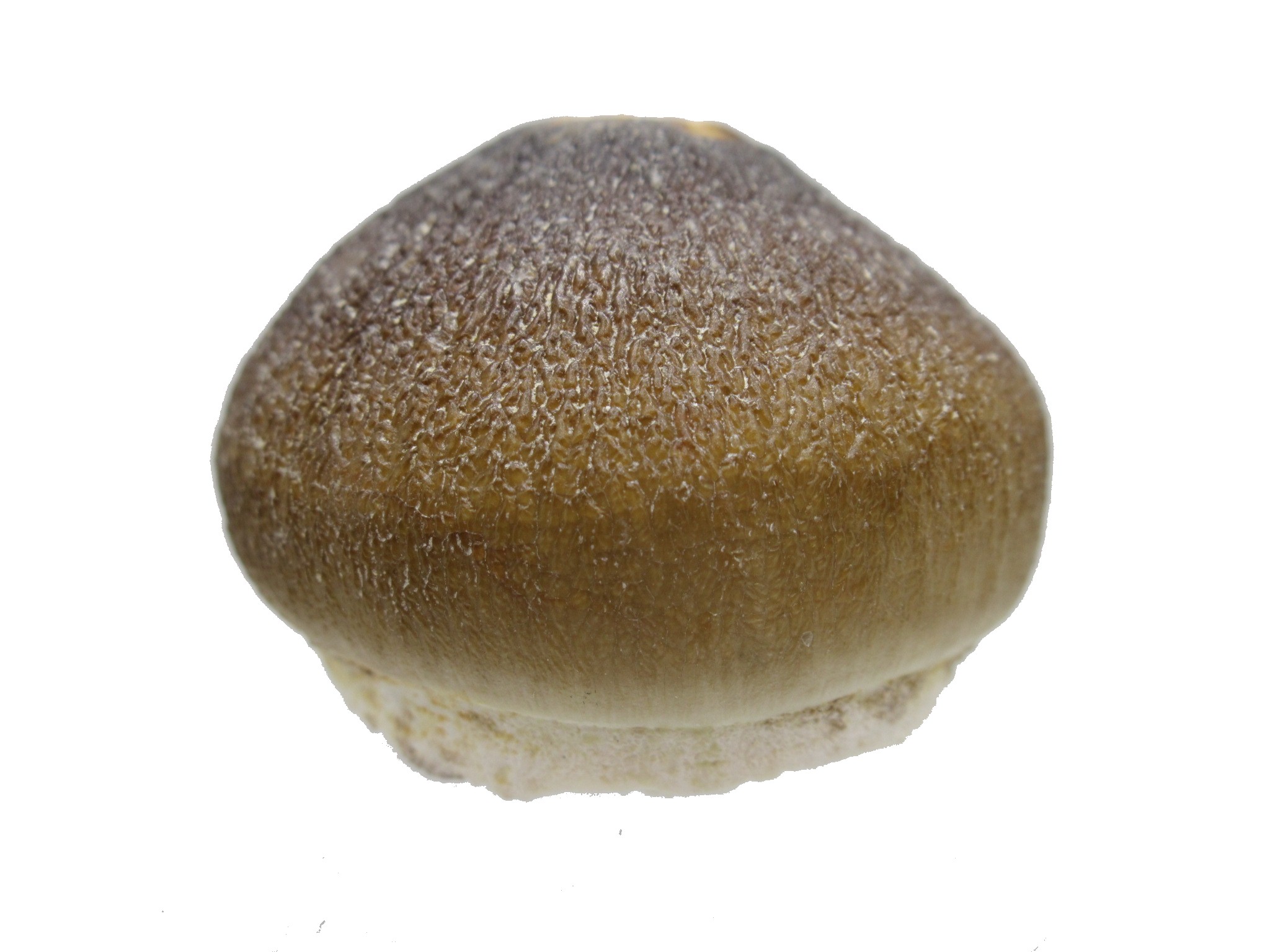 Morocco Globidens phosphaticus Tooth 1a | Fossils for Sale Genuine Cretaceous Age Globidens Mosasaur Tooth Fossil for Sale from Morocco #1a