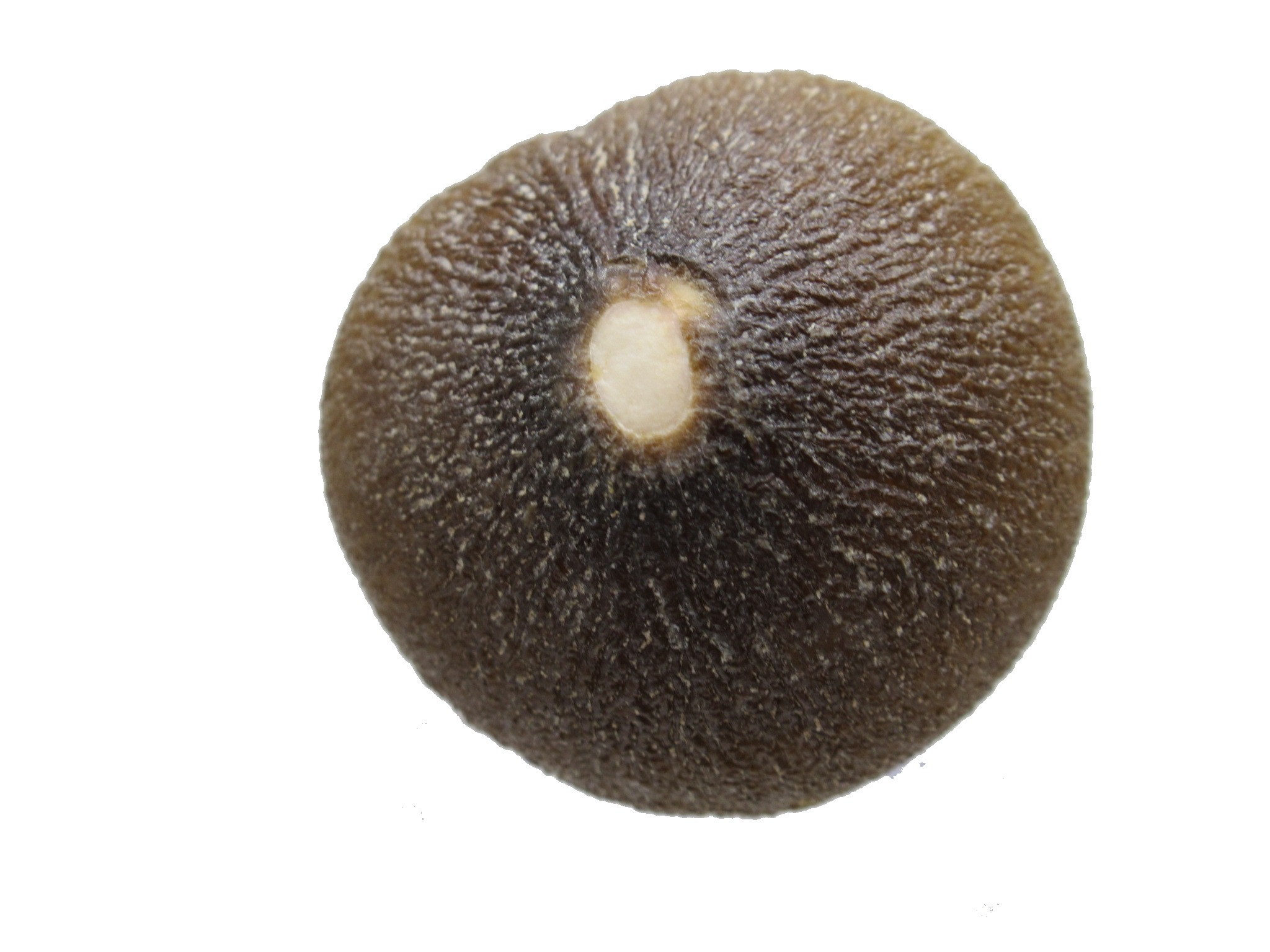 Morocco Globidens phosphaticus Tooth 1b | Fossils for Sale Genuine Cretaceous Age Globidens Mosasaur Tooth Fossil for Sale from Morocco #1b