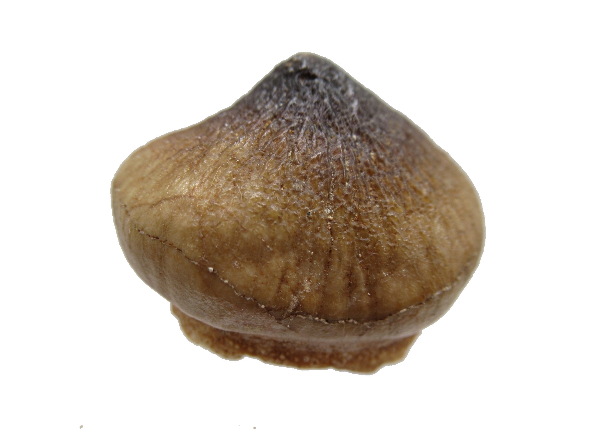 Morocco Globidens phosphaticus Tooth 20 | Fossils for Sale Genuine Cretaceous Age Globidens Mosasaur Tooth Fossil for Sale from Morocco #20