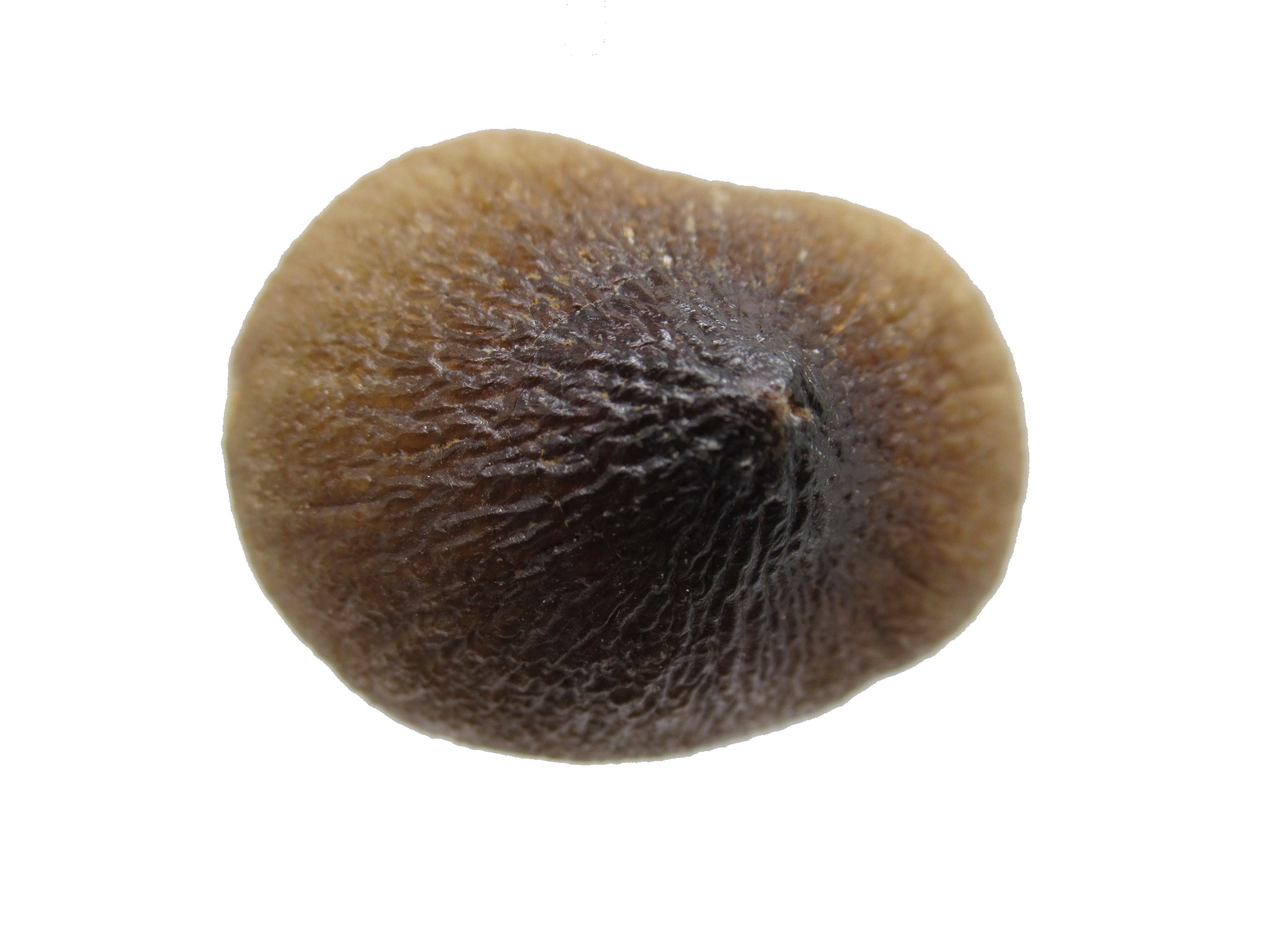 Morocco Globidens phosphaticus Tooth 20b | Fossils for Sale Genuine Cretaceous Age Globidens Mosasaur Tooth Fossil for Sale from Morocco #20b