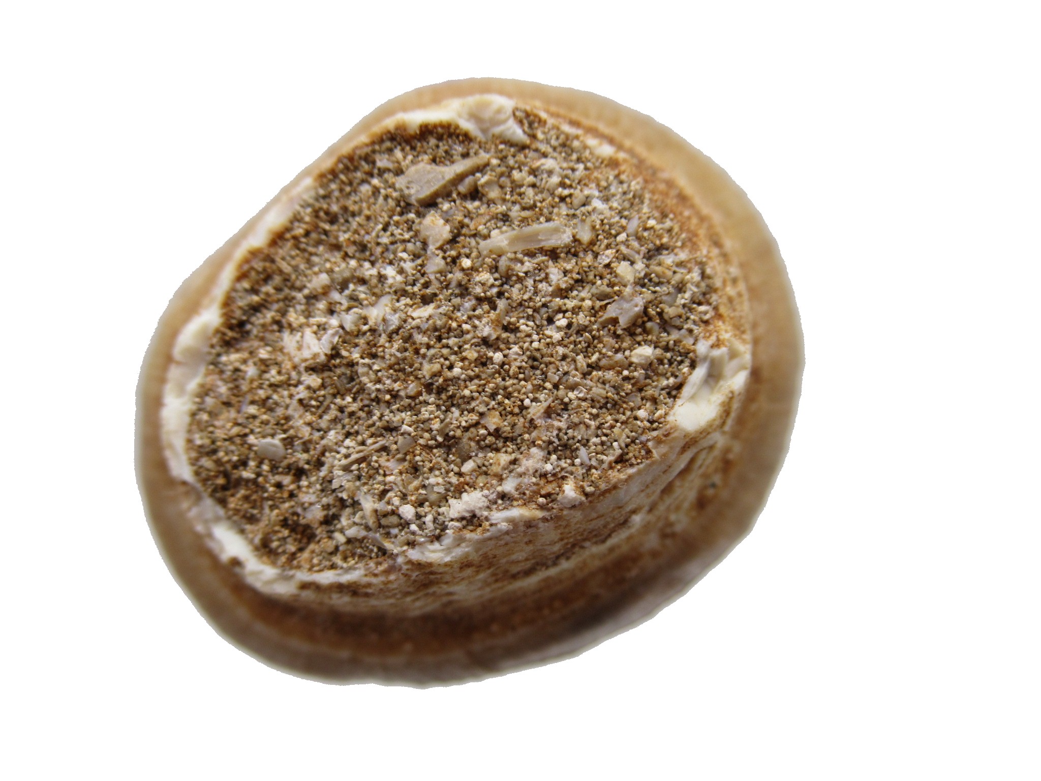 Morocco Globidens phosphaticus Tooth 20c | Fossils for Sale Genuine Cretaceous Age Globidens Mosasaur Tooth Fossil for Sale from Morocco #20c