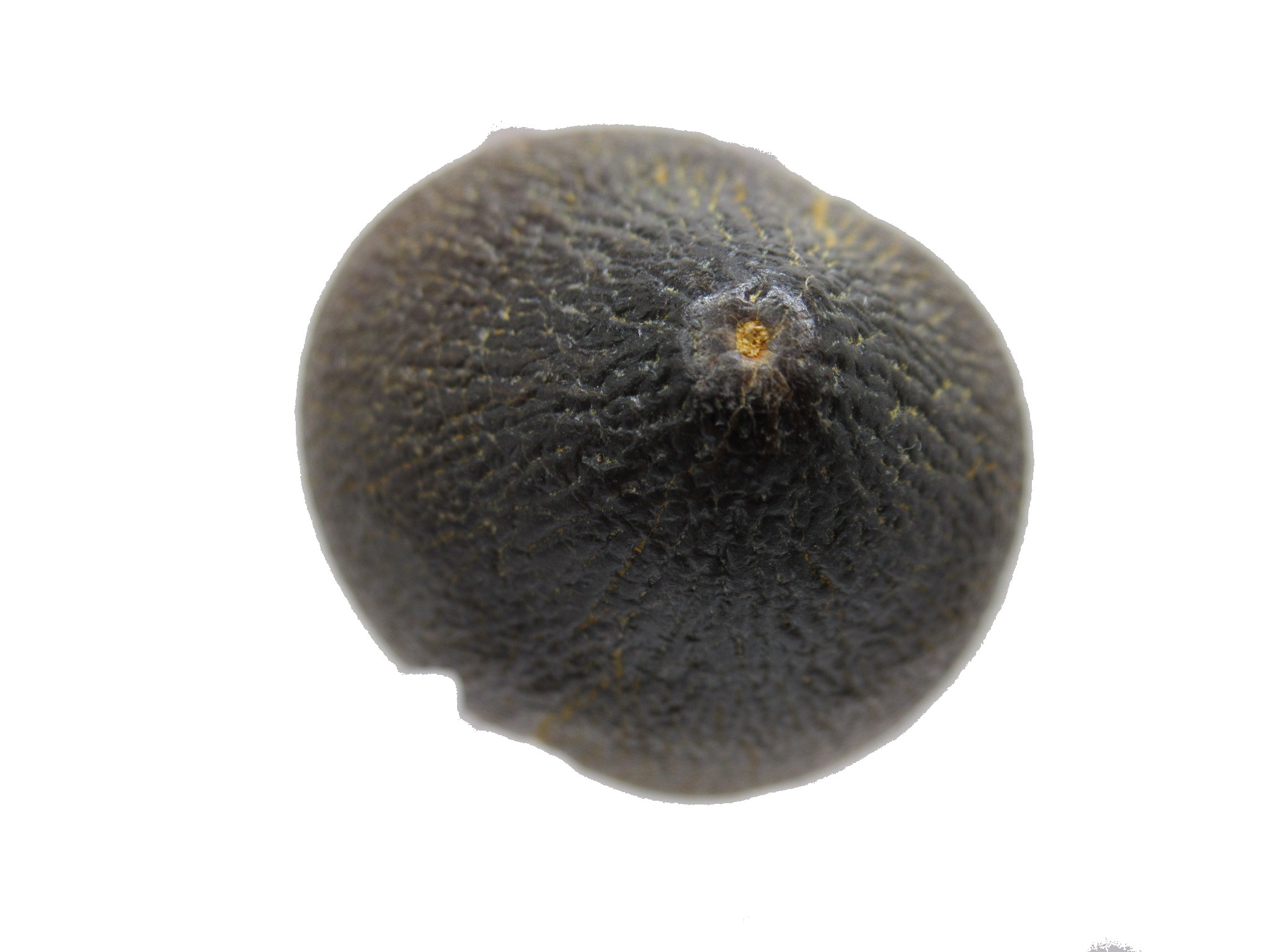 Morocco Globidens phosphaticus Tooth 3b | Fossils for Sale Genuine Cretaceous Age Globidens Mosasaur Tooth Fossil for Sale from Morocco #3b