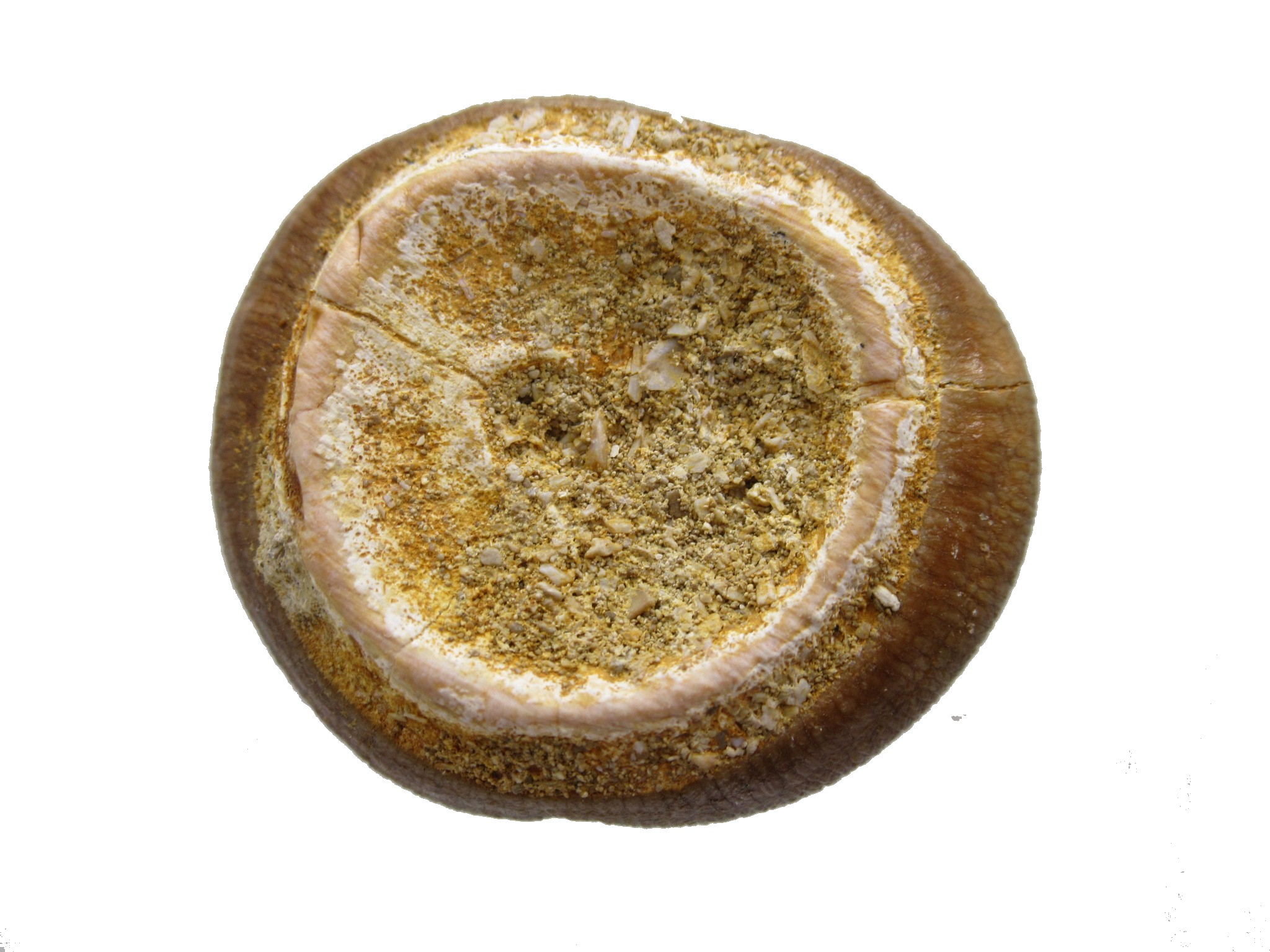 Morocco Globidens phosphaticus Tooth 3c | Fossils for Sale Genuine Cretaceous Age Globidens Mosasaur Tooth Fossil for Sale from Morocco #3c