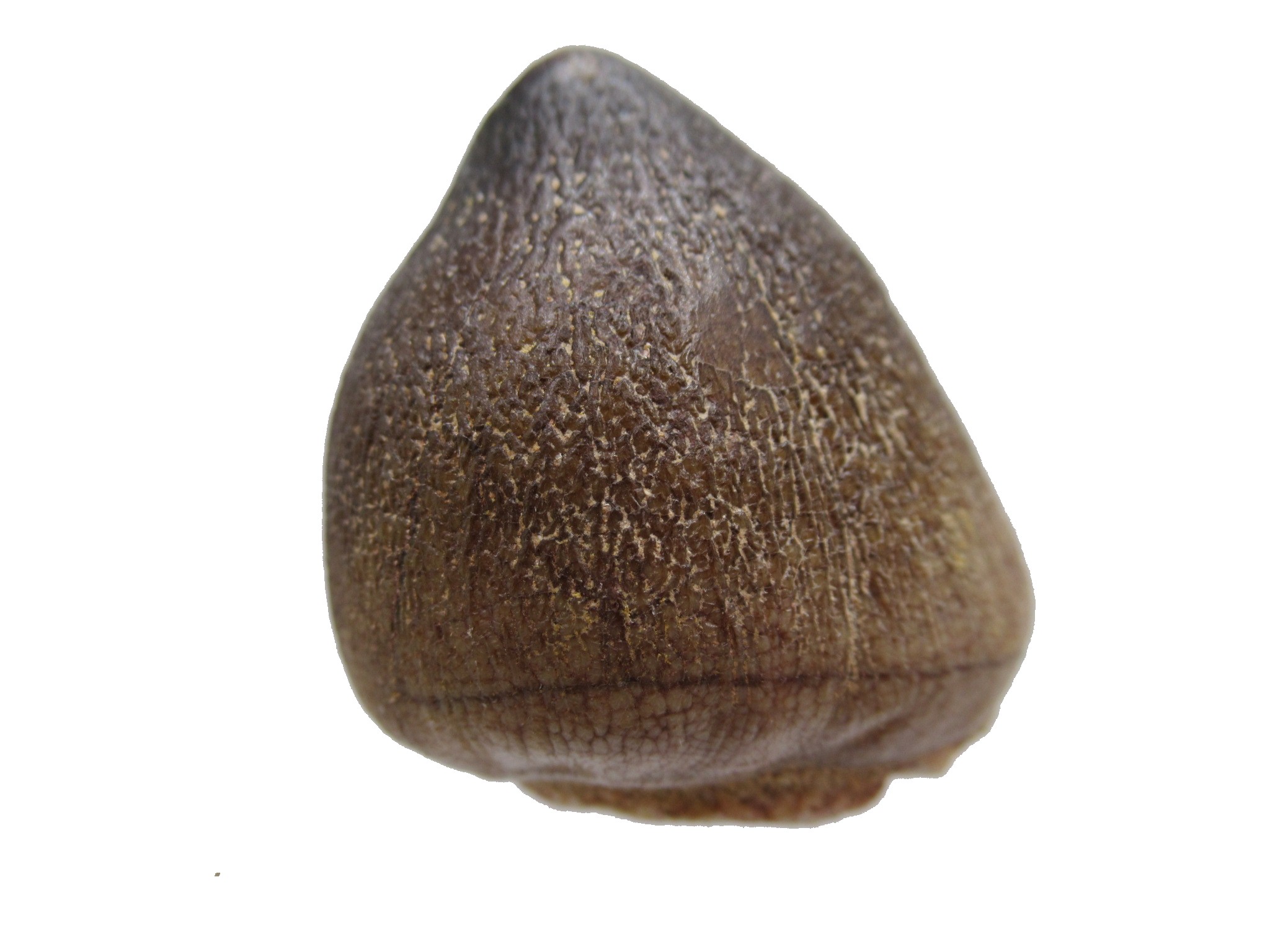 Morocco Globidens phosphaticus Tooth 8 | Fossils for Sale Genuine Cretaceous Age Globidens Mosasaur Tooth Fossil for Sale from Morocco #8