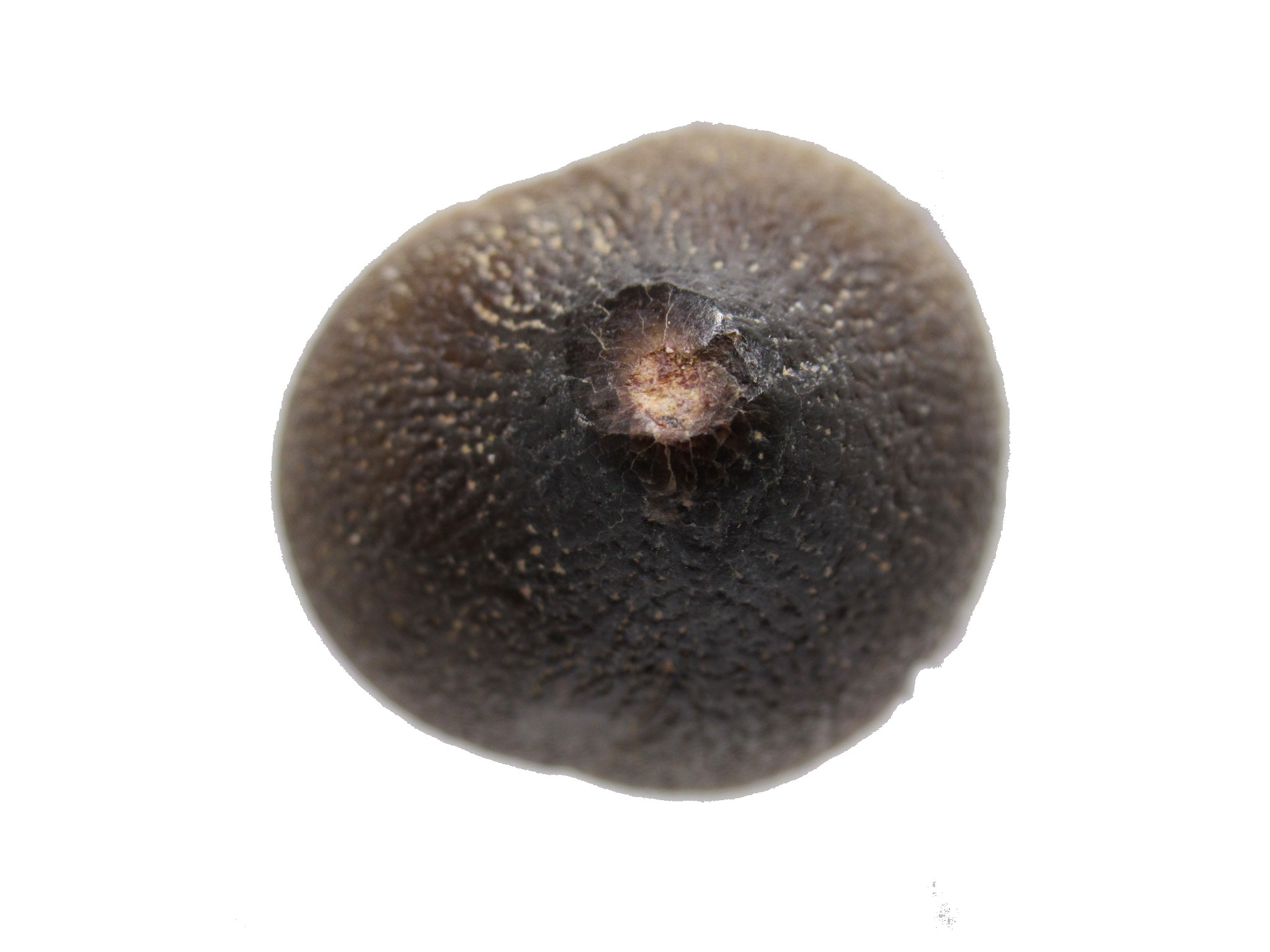 Morocco Globidens phosphaticus Tooth 8b | Fossils for Sale Genuine Cretaceous Age Globidens Mosasaur Tooth Fossil for Sale from Morocco #8b