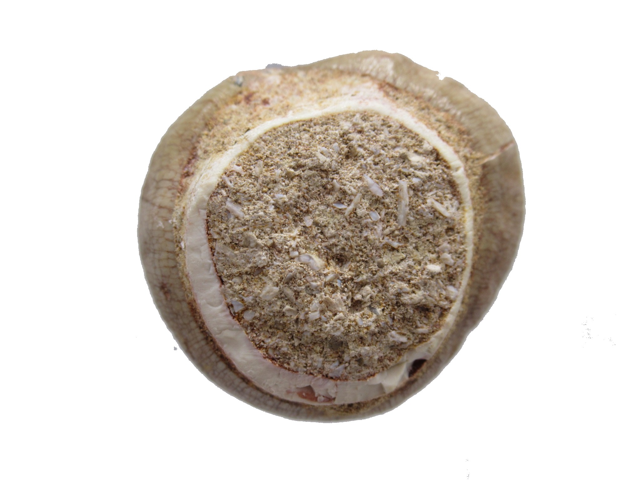 Morocco Globidens phosphaticus Tooth 8c | Fossils for Sale Genuine Cretaceous Age Globidens Mosasaur Tooth Fossil for Sale from Morocco #8c