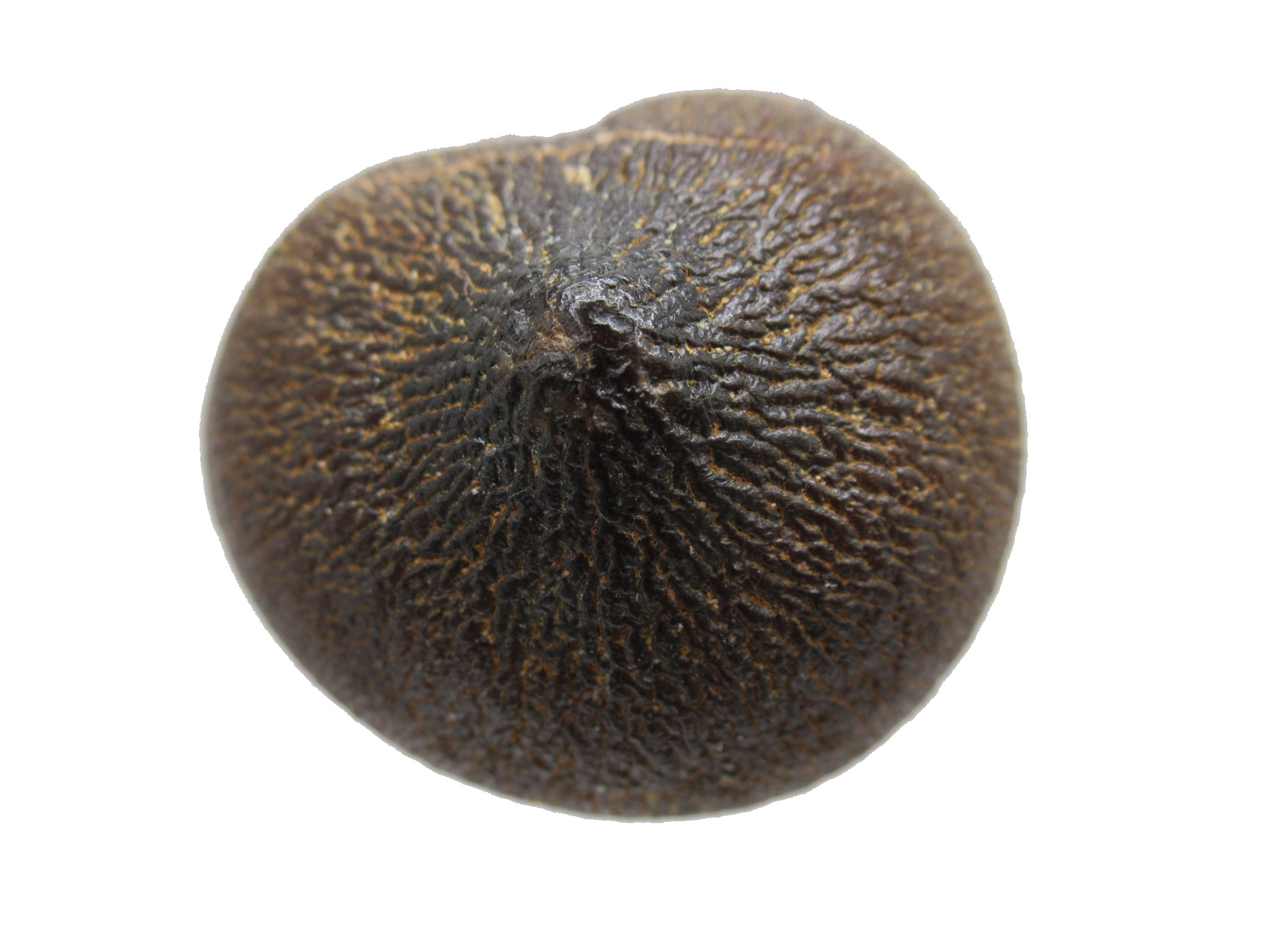 Morocco Globidens phosphaticus Tooth 9b | Fossils for Sale Genuine Cretaceous Age Globidens Mosasaur Tooth Fossil for Sale from Morocco #9b