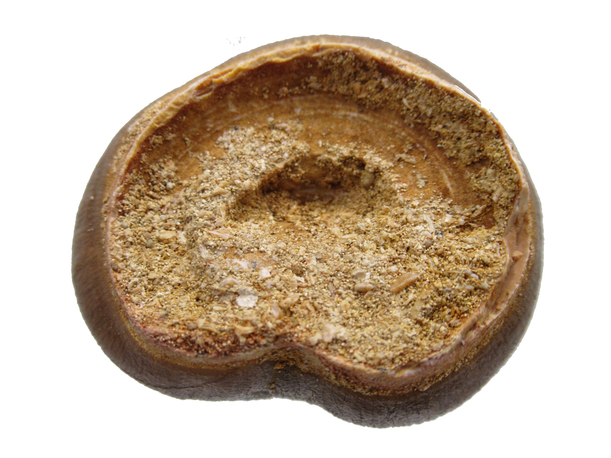 Morocco Globidens phosphaticus Tooth 9c | Fossils for Sale Genuine Cretaceous Age Globidens Mosasaur Tooth Fossil for Sale from Morocco #9c