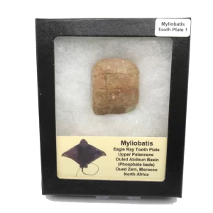 Genuine Paleocene Age Myliobatis Stingray Tooth Plate Fossil for Sale from Morocco #1