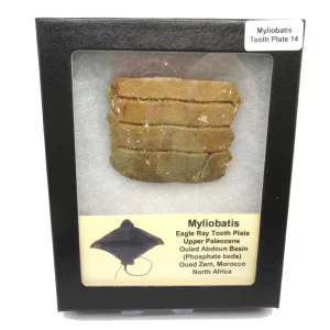 Genuine Paleocene Age Myliobatis Stingray Tooth Plate Fossil for Sale from Morocco #14