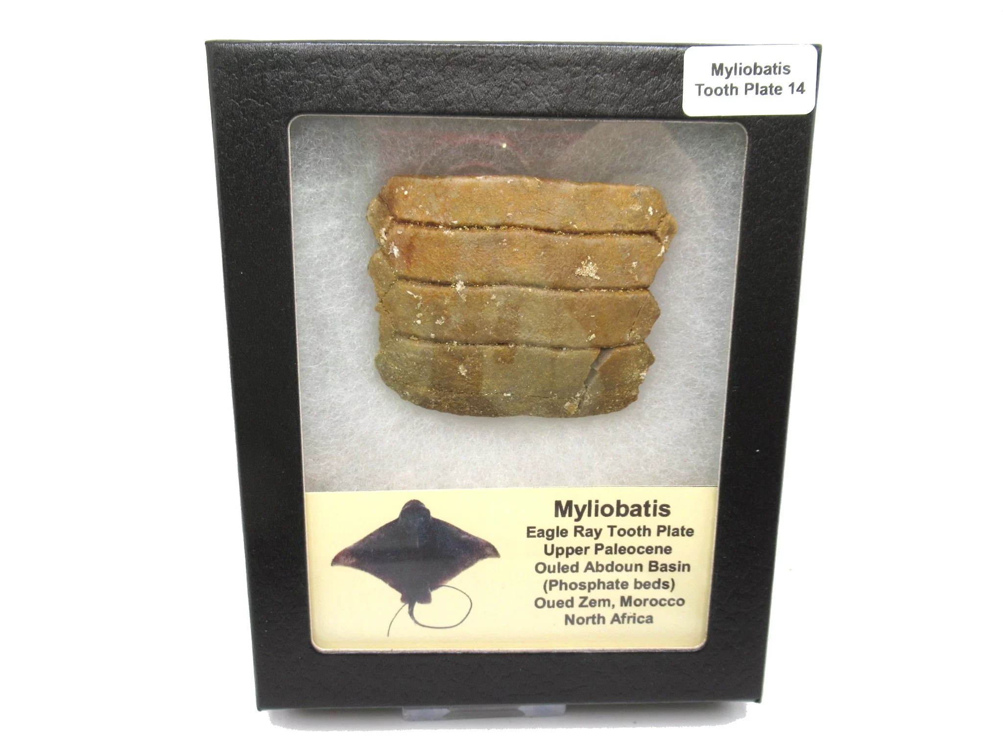 Morocco Paleocene Myliobatis Stingray Tooth Plate 14 | Fossils for Sale Genuine Paleocene Age Myliobatis Stingray Tooth Plate Fossil for Sale from Morocco #14