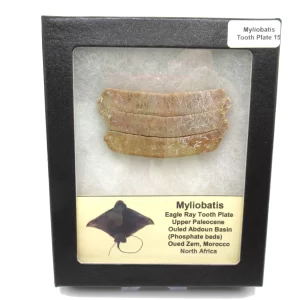 Genuine Paleocene Age Myliobatis Stingray Tooth Plate Fossil for Sale from Morocco #15