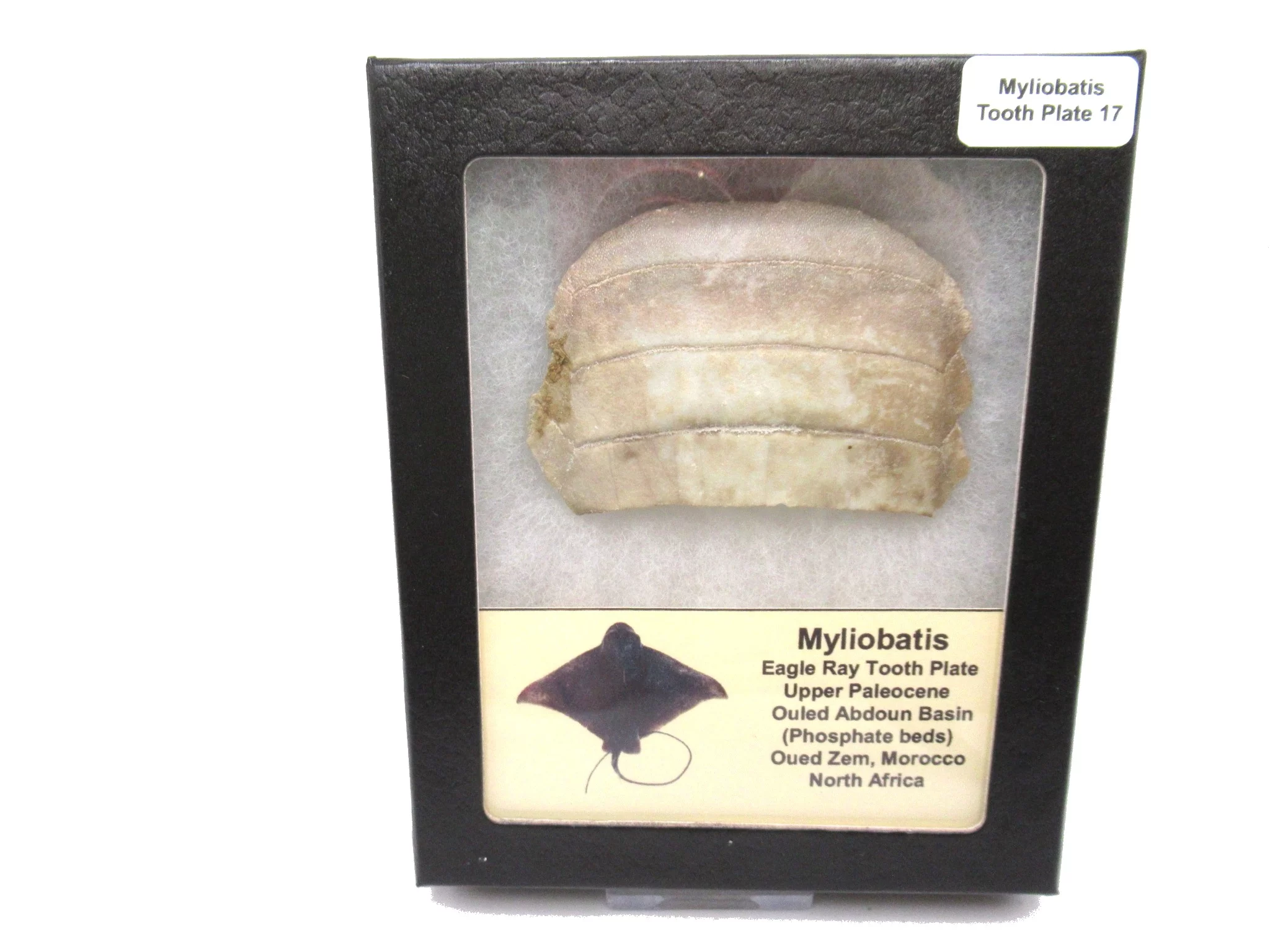 Morocco Paleocene Myliobatis Stingray Tooth Plate 17 | Fossils for Sale Genuine Paleocene Age Myliobatis Stingray Tooth Plate Fossil for Sale from Morocco #17