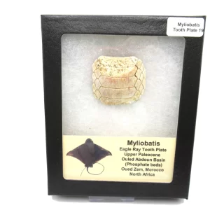 Genuine Paleocene Age Myliobatis Stingray Tooth Plate Fossil for Sale from Morocco #19