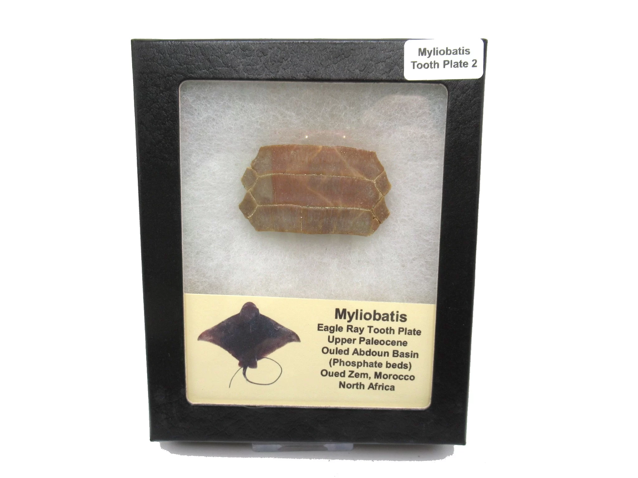 Morocco Paleocene Myliobatis Stingray Tooth Plate 2 | Fossils for Sale Genuine Paleocene Age Myliobatis Stingray Tooth Plate Fossil for Sale from Morocco #2