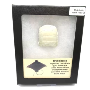 Genuine Paleocene Age Myliobatis Stingray Tooth Plate Fossil for Sale from Morocco #20