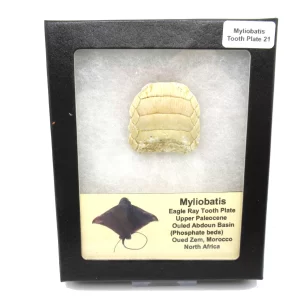 Genuine Paleocene Age Myliobatis Stingray Tooth Plate Fossil for Sale from Morocco #21