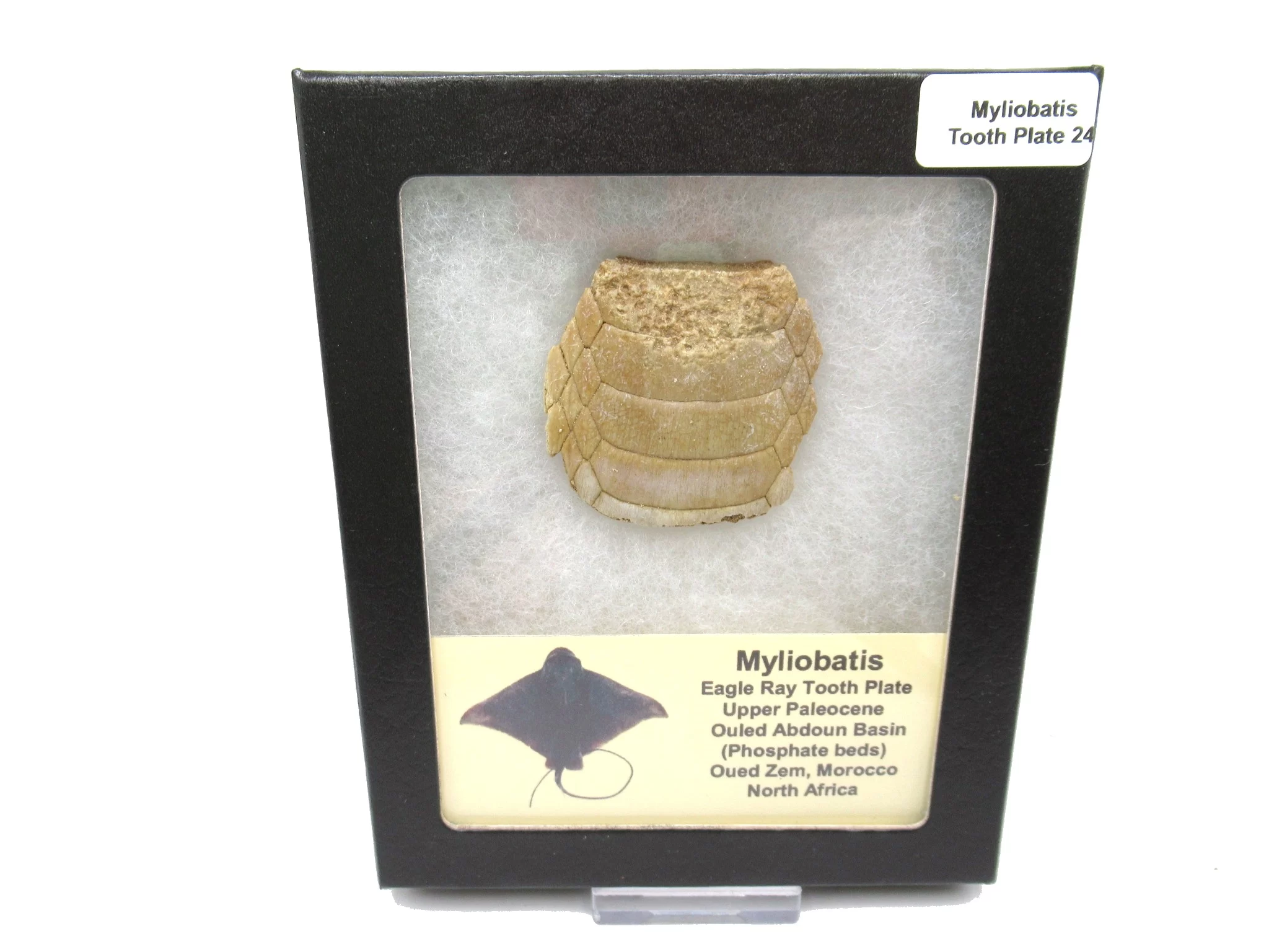 Morocco Paleocene Myliobatis Stingray Tooth Plate 24 | Fossils for Sale Genuine Paleocene Age Myliobatis Stingray Tooth Plate Fossil for Sale from Morocco #24