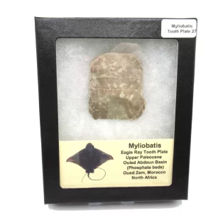 Genuine Paleocene Age Myliobatis Stingray Tooth Plate Fossil for Sale from Morocco #27