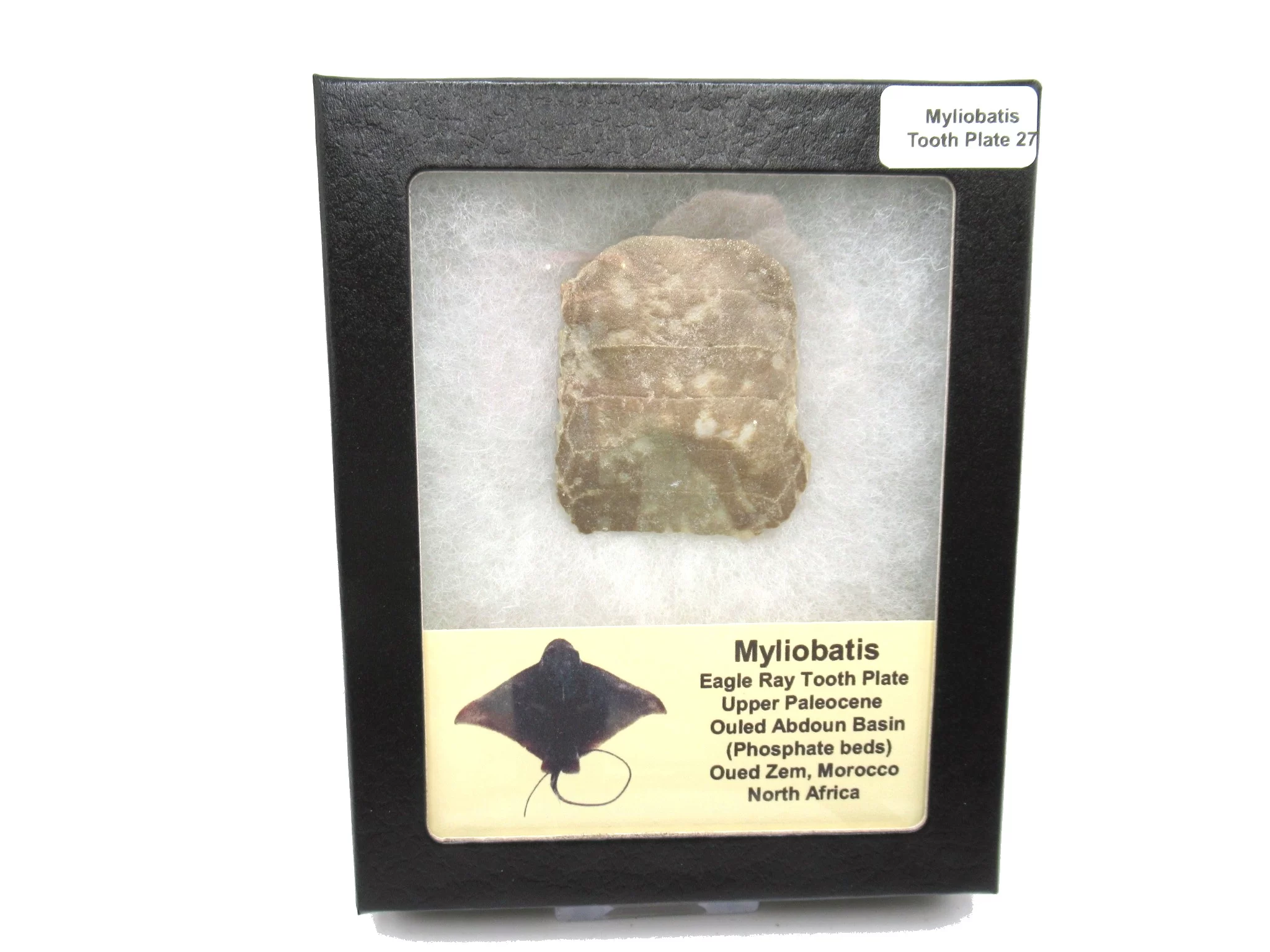 Morocco Paleocene Myliobatis Stingray Tooth Plate 27 | Fossils for Sale Genuine Paleocene Age Myliobatis Stingray Tooth Plate Fossil for Sale from Morocco #27