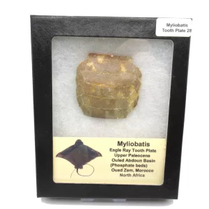 Genuine Paleocene Age Myliobatis Stingray Tooth Plate Fossil for Sale from Morocco #28