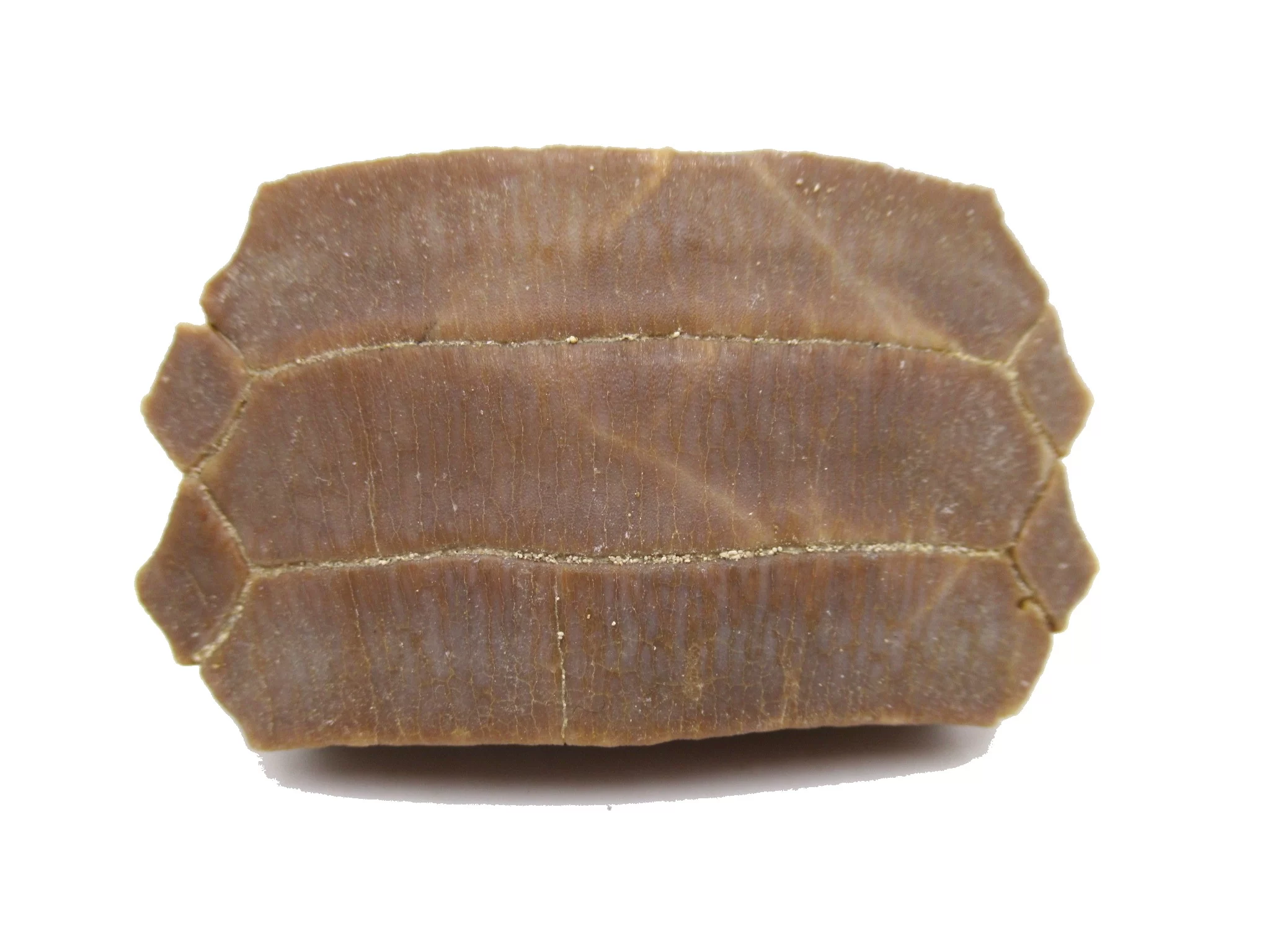 Morocco Paleocene Myliobatis Stingray Tooth Plate 2a | Fossils for Sale Genuine Paleocene Age Myliobatis Stingray Tooth Plate Fossil for Sale from Morocco #2a