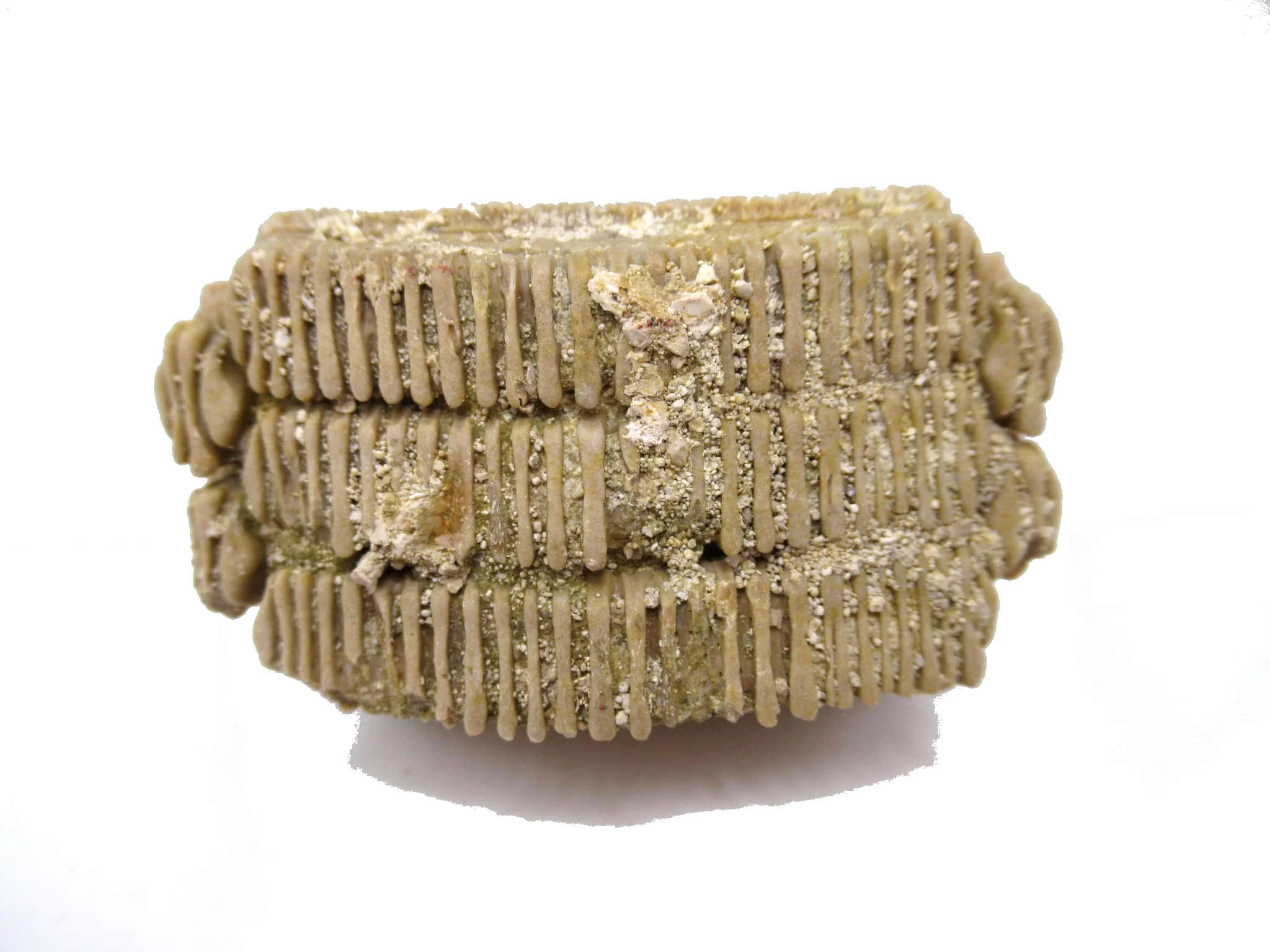 Morocco Paleocene Myliobatis Stingray Tooth Plate 2b | Fossils for Sale Genuine Paleocene Age Myliobatis Stingray Tooth Plate Fossil for Sale from Morocco #2b