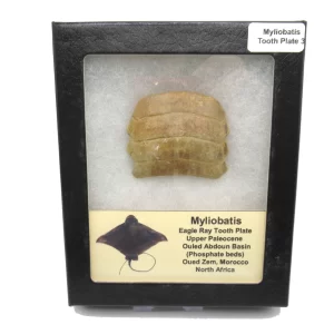 Genuine Paleocene Age Myliobatis Stingray Tooth Plate Fossil for Sale from Morocco #3