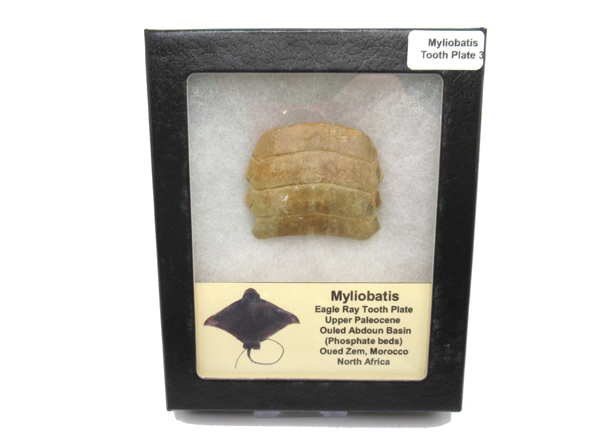 Morocco Paleocene Myliobatis Stingray Tooth Plate 3 | Fossils for Sale Genuine Paleocene Age Myliobatis Stingray Tooth Plate Fossil for Sale from Morocco #3