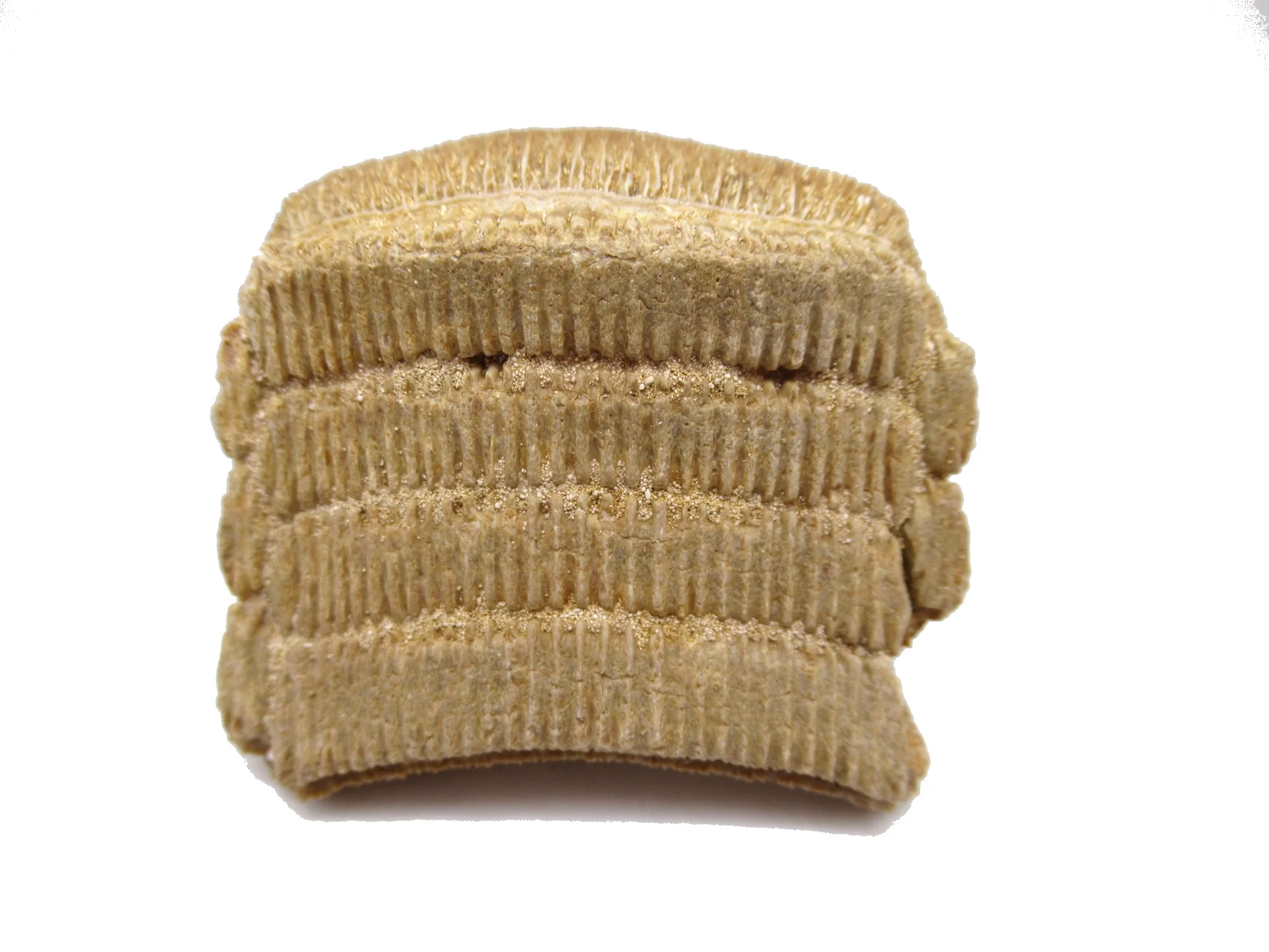 Morocco Paleocene Myliobatis Stingray Tooth Plate 3b | Fossils for Sale Genuine Paleocene Age Myliobatis Stingray Tooth Plate Fossil for Sale from Morocco #3b