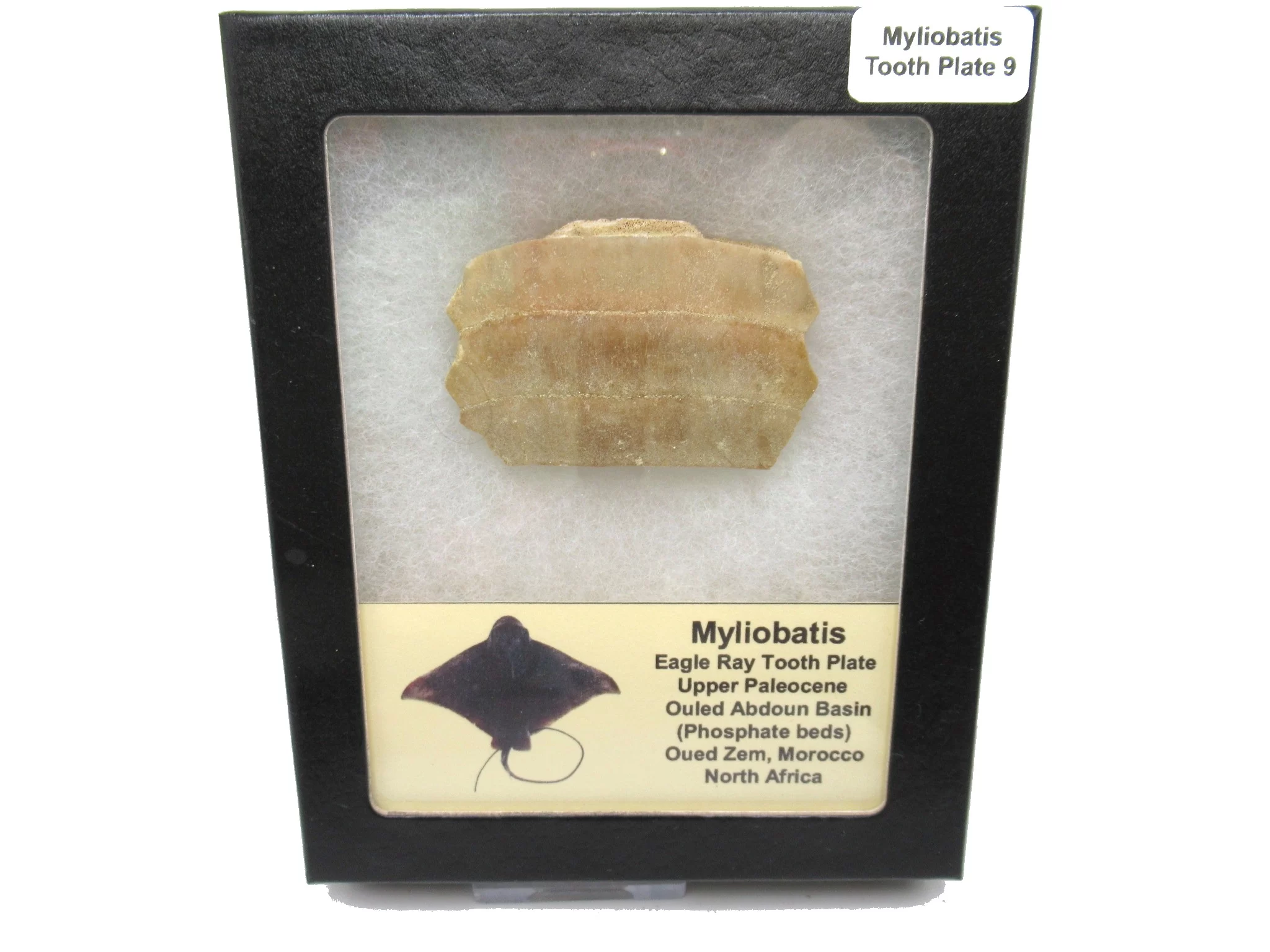 Morocco Paleocene Myliobatis Stingray Tooth Plate 9 | Fossils for Sale Genuine Paleocene Age Myliobatis Stingray Tooth Plate Fossil for Sale from Morocco #9