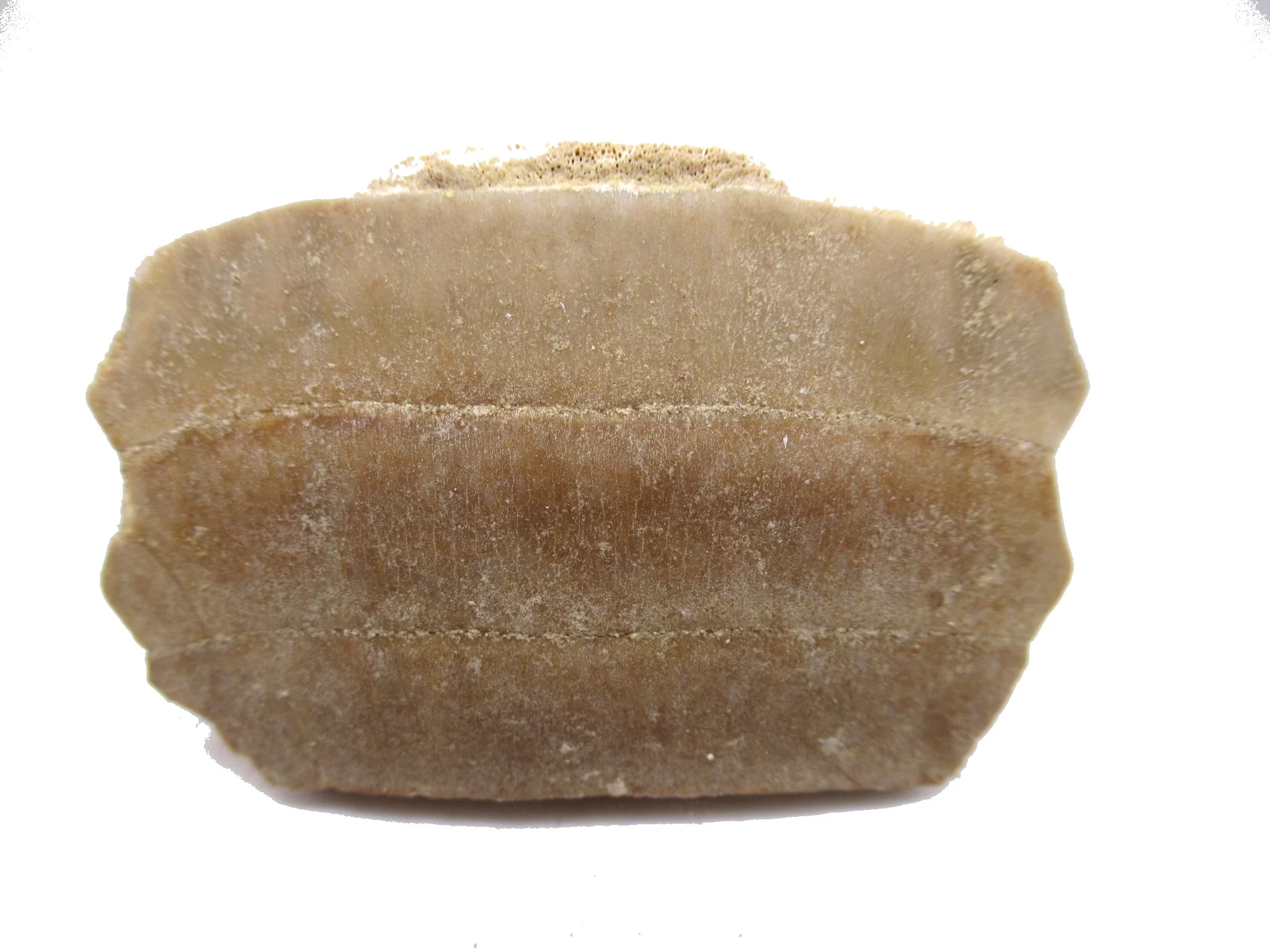 Morocco Paleocene Myliobatis Stingray Tooth Plate 9a | Fossils for Sale Genuine Paleocene Age Myliobatis Stingray Tooth Plate Fossil for Sale from Morocco #9a