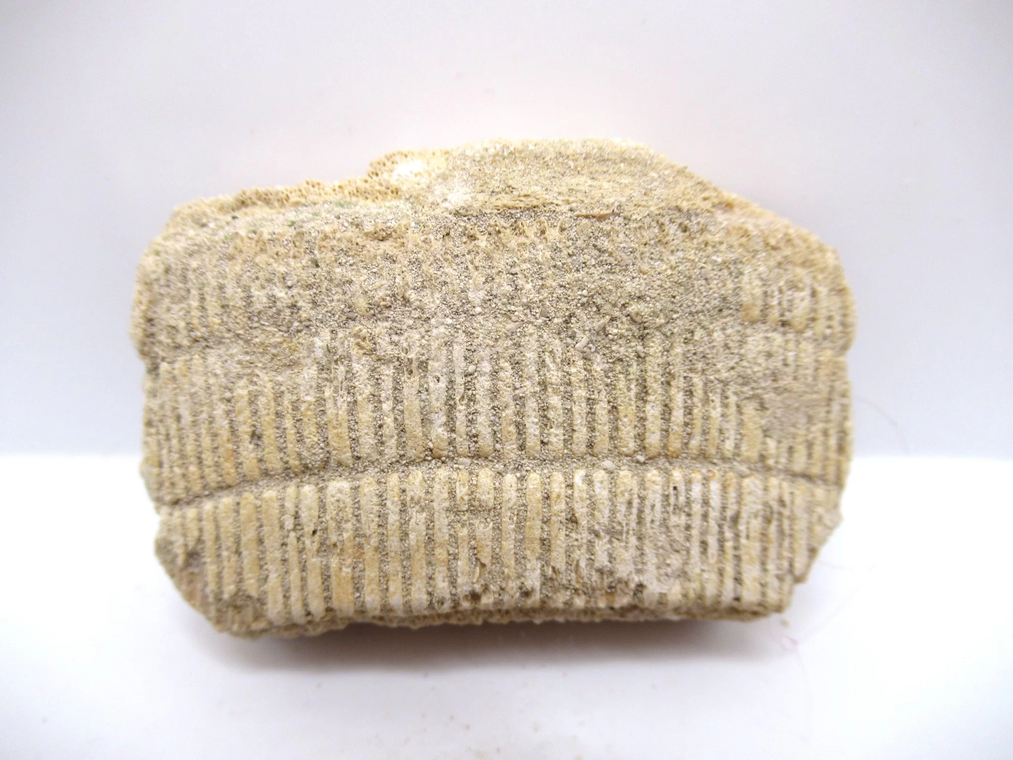 Morocco Paleocene Myliobatis Stingray Tooth Plate 9b | Fossils for Sale Genuine Paleocene Age Myliobatis Stingray Tooth Plate Fossil for Sale from Morocco #9b