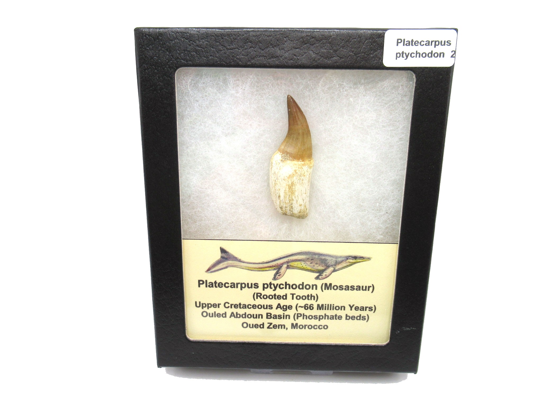 Morocco Platecarpus ptychodon Mosasaur Tooth 2 | Fossils for Sale Genuine Cretaceous Age Platecarpus ptychodon Rooted Mosasaur Tooth Fossil for Sale #2