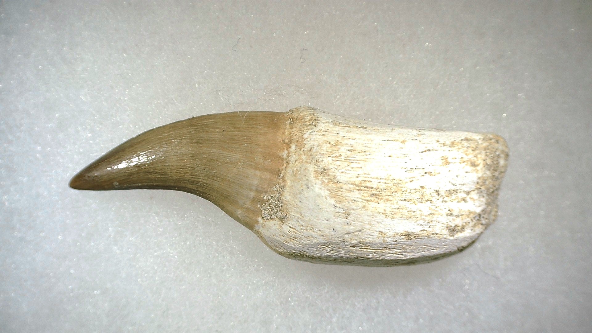 Morocco Platecarpus ptychodon Mosasaur Tooth 2b | Fossils for Sale Genuine Cretaceous Age Platecarpus ptychodon Rooted Mosasaur Tooth Fossil for Sale #2b