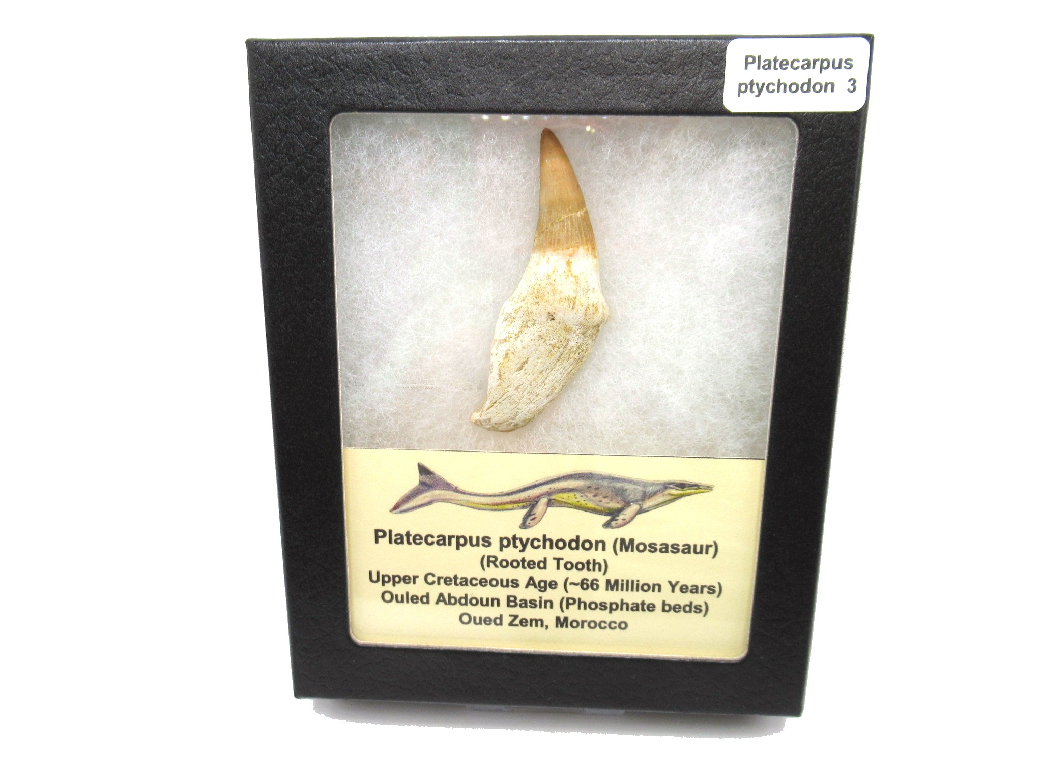 Morocco Platecarpus ptychodon Mosasaur Tooth 3 | Fossils for Sale Genuine Cretaceous Age Platecarpus ptychodon Rooted Mosasaur Tooth Fossil for Sale #3