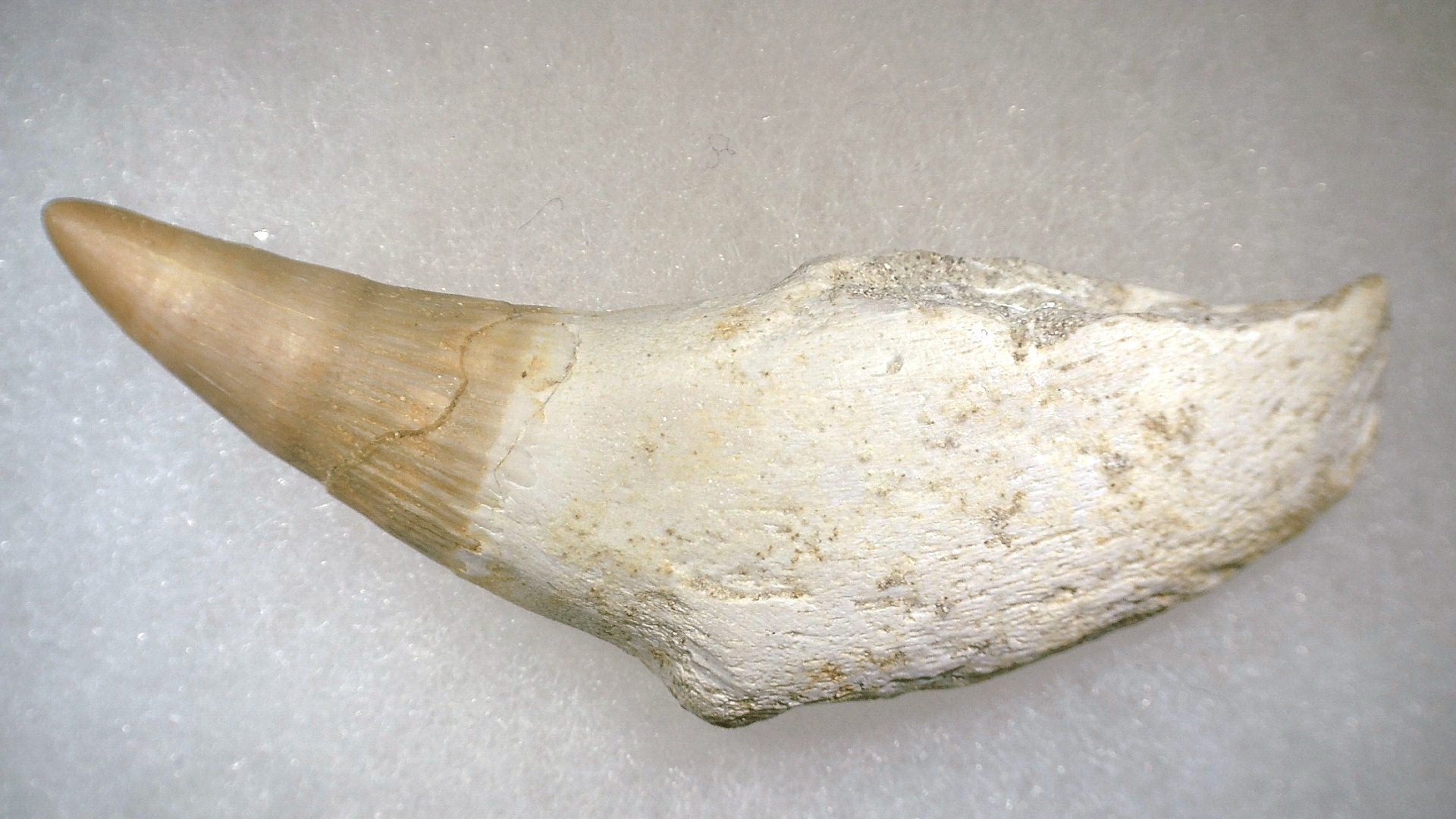 Morocco Platecarpus ptychodon Mosasaur Tooth 3a | Fossils for Sale Genuine Cretaceous Age Platecarpus ptychodon Rooted Mosasaur Tooth Fossil for Sale #3a