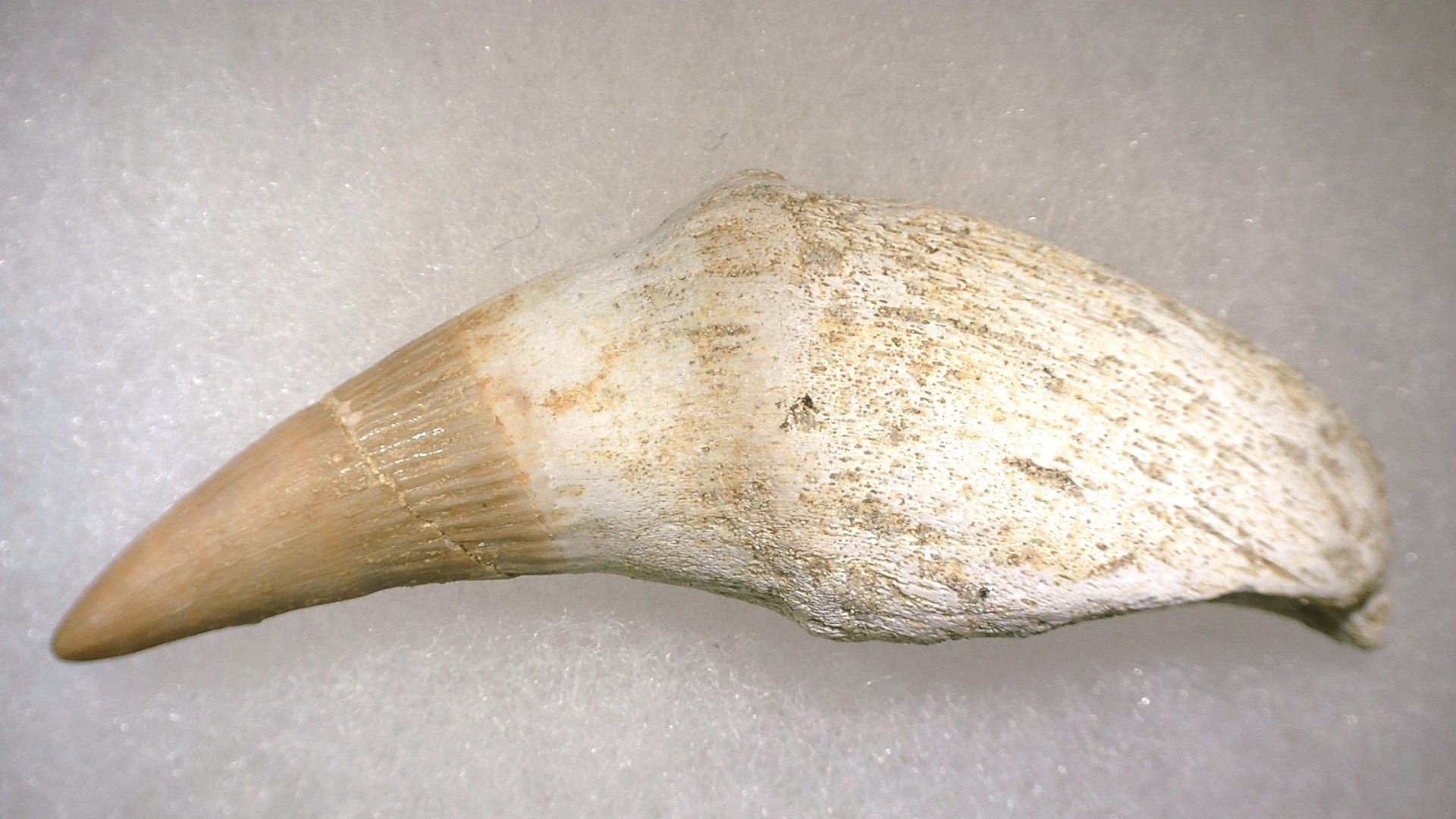 Morocco Platecarpus ptychodon Mosasaur Tooth 3b | Fossils for Sale Genuine Cretaceous Age Platecarpus ptychodon Rooted Mosasaur Tooth Fossil for Sale #3b