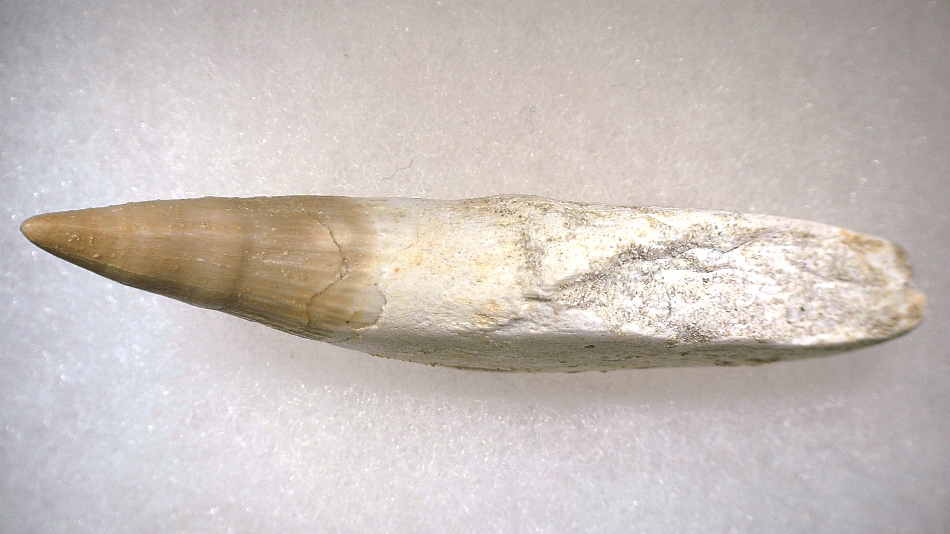 Morocco Platecarpus ptychodon Mosasaur Tooth 3c | Fossils for Sale Genuine Cretaceous Age Platecarpus ptychodon Rooted Mosasaur Tooth Fossil for Sale #3c