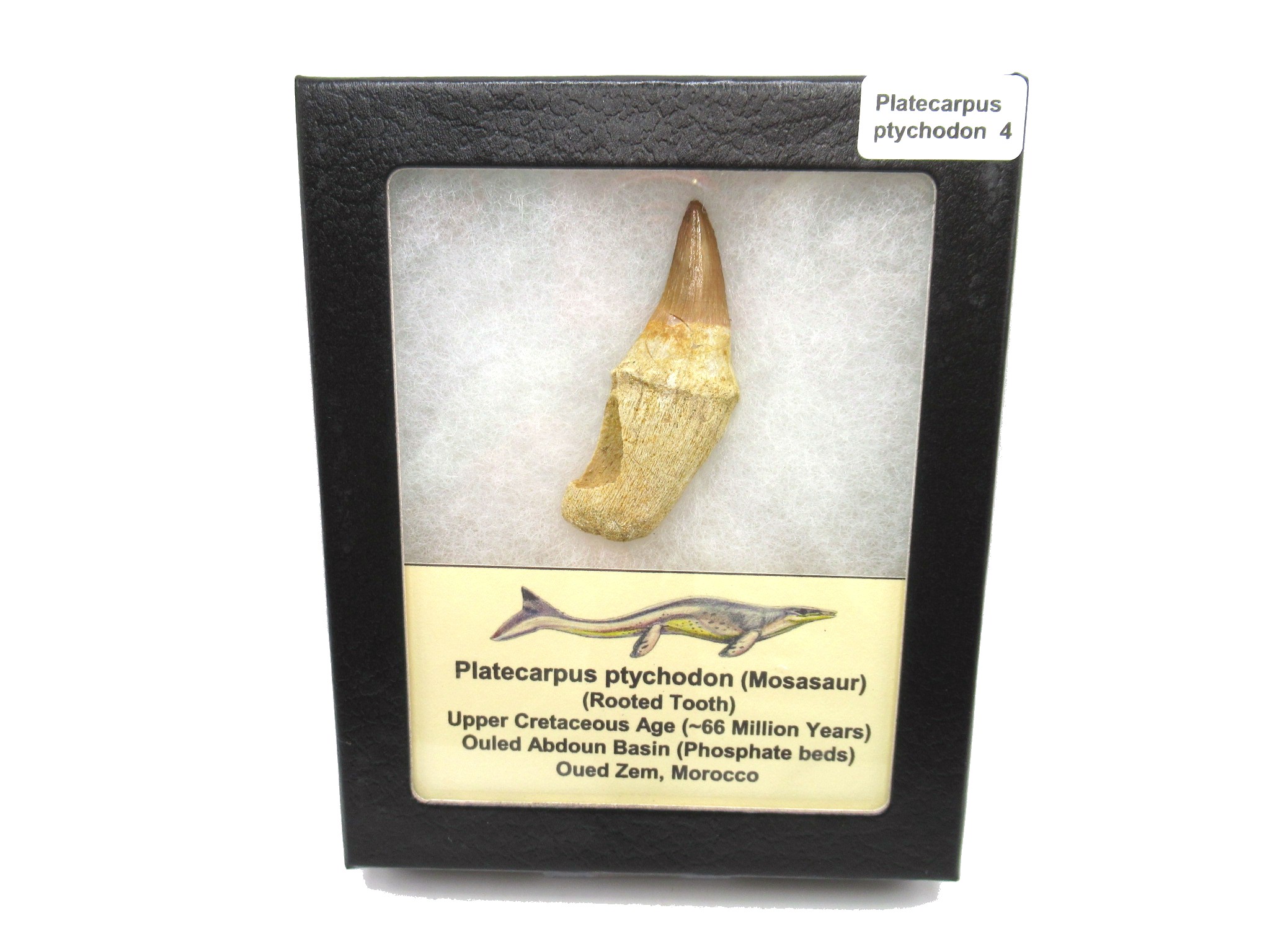 Morocco Platecarpus ptychodon Mosasaur Tooth 4 | Fossils for Sale Genuine Cretaceous Age Platecarpus ptychodon Rooted Mosasaur Tooth Fossil for Sale #4